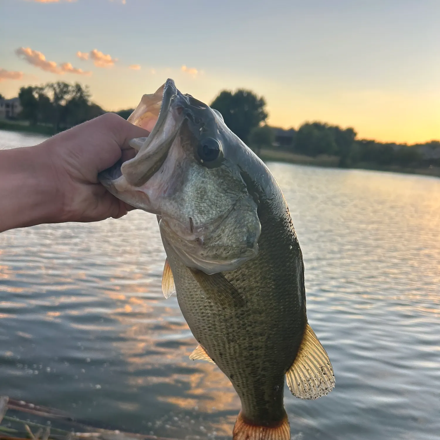 Largemouth bass caught on Fishbrain