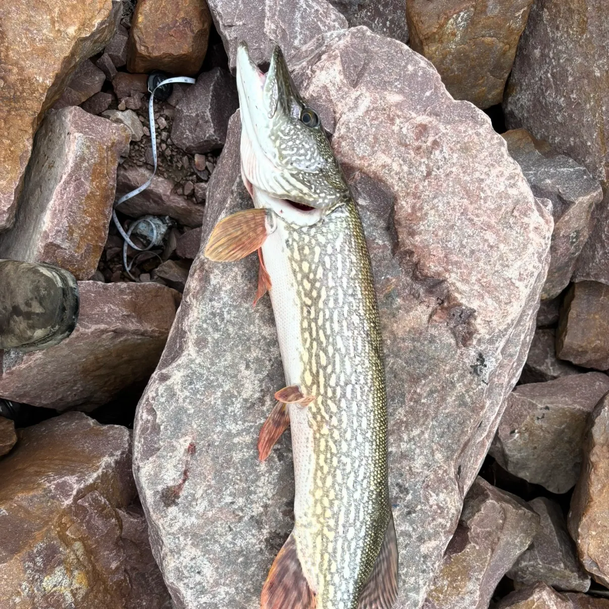 Northern pike caught on Fishbrain