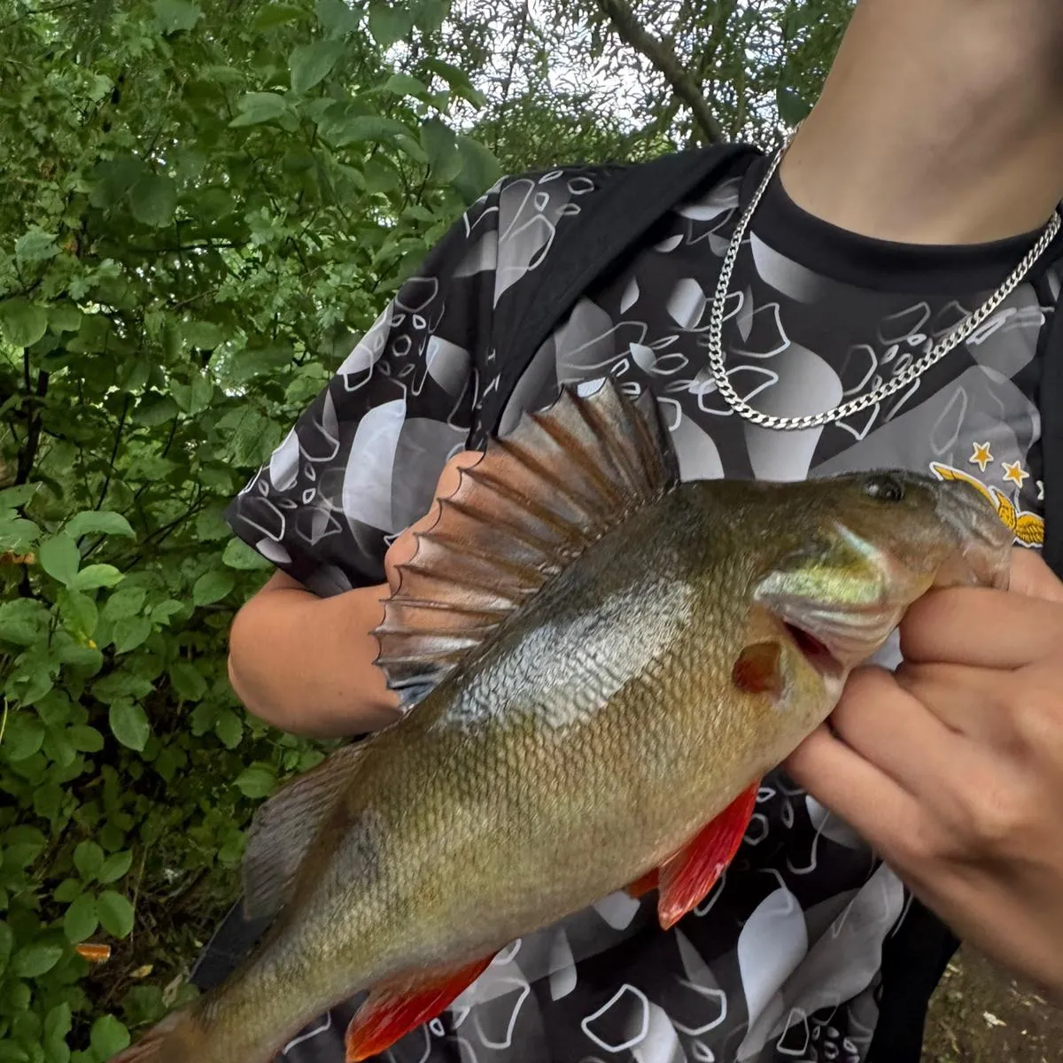 European perch caught on Fishbrain