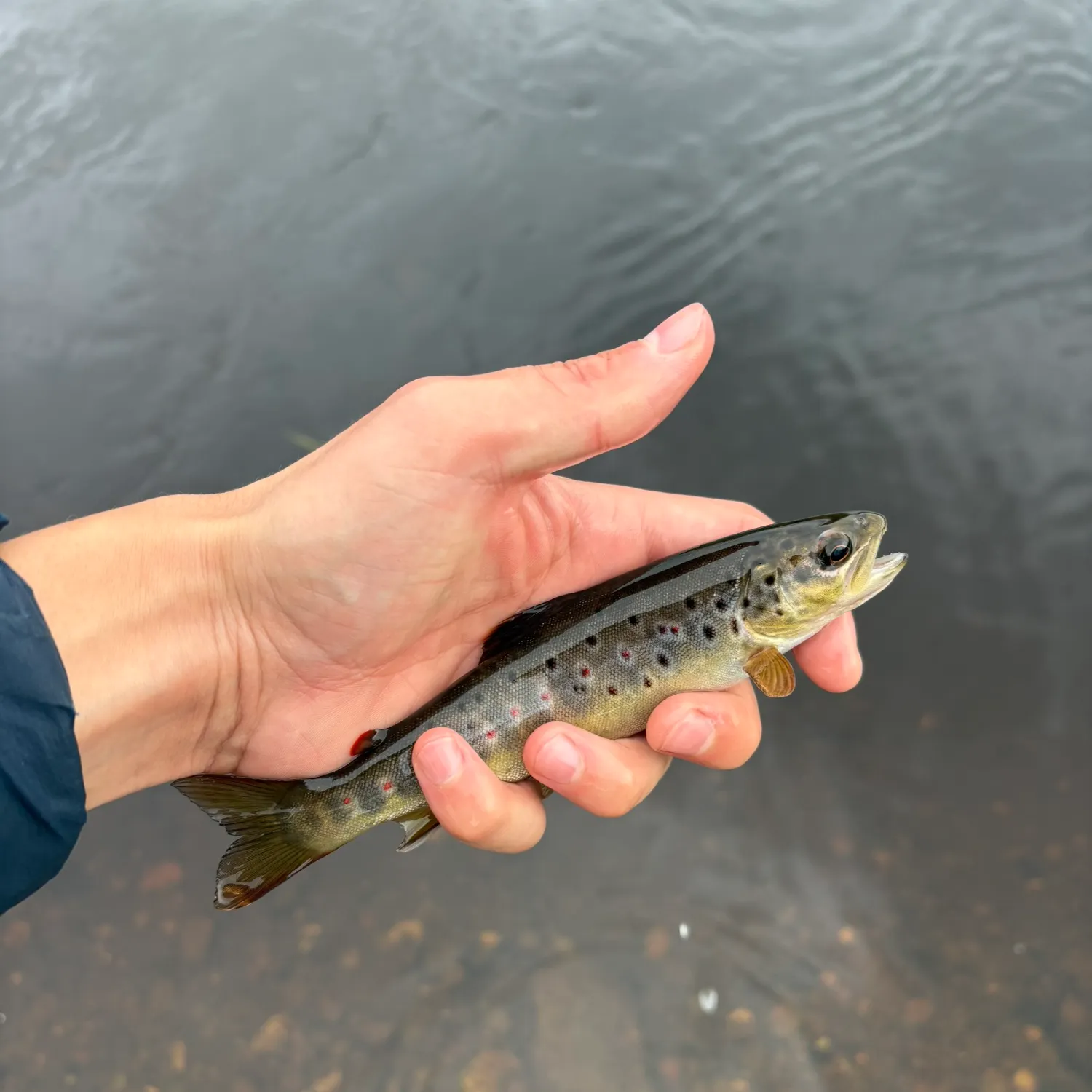 Brown trout caught on Fishbrain