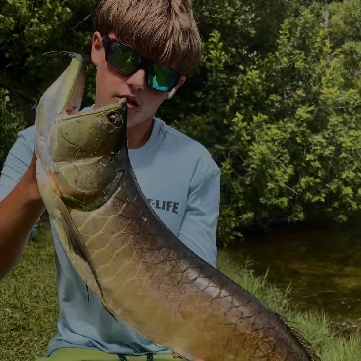 The most recent Silver arowana catches on Fishbrain