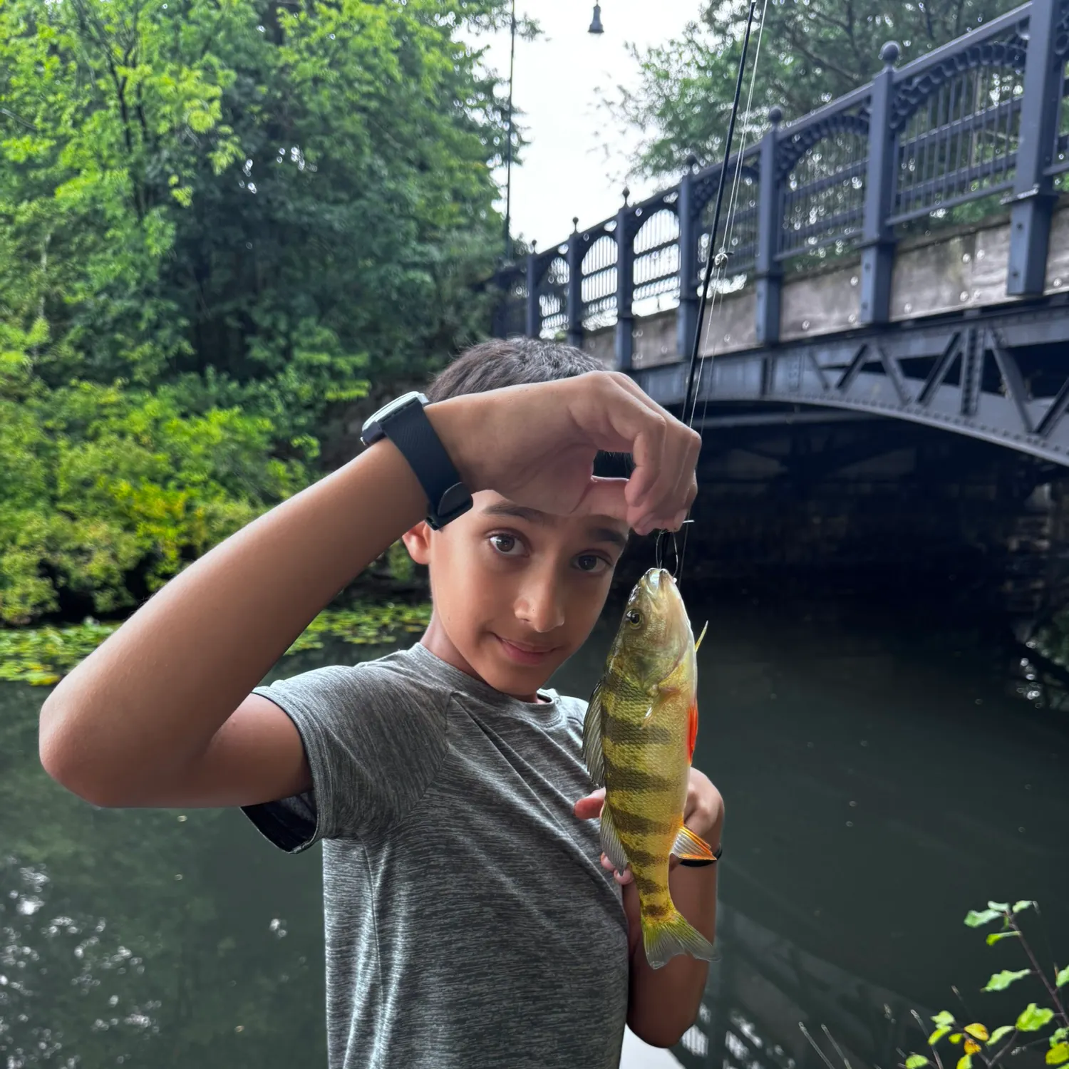 Yellow perch caught on Fishbrain