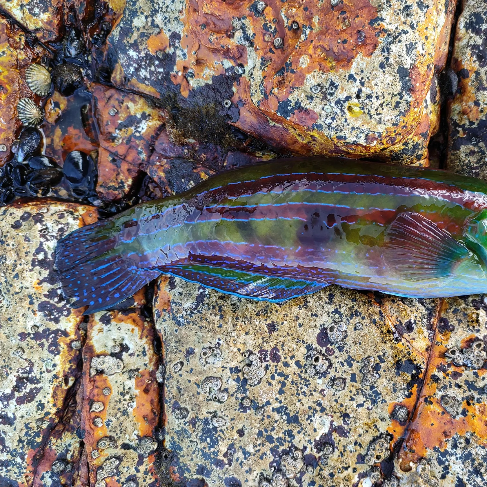 The most recent Cupid wrasse catches on Fishbrain