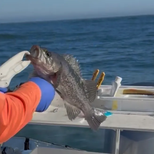 The most recent Black rockfish catches on Fishbrain