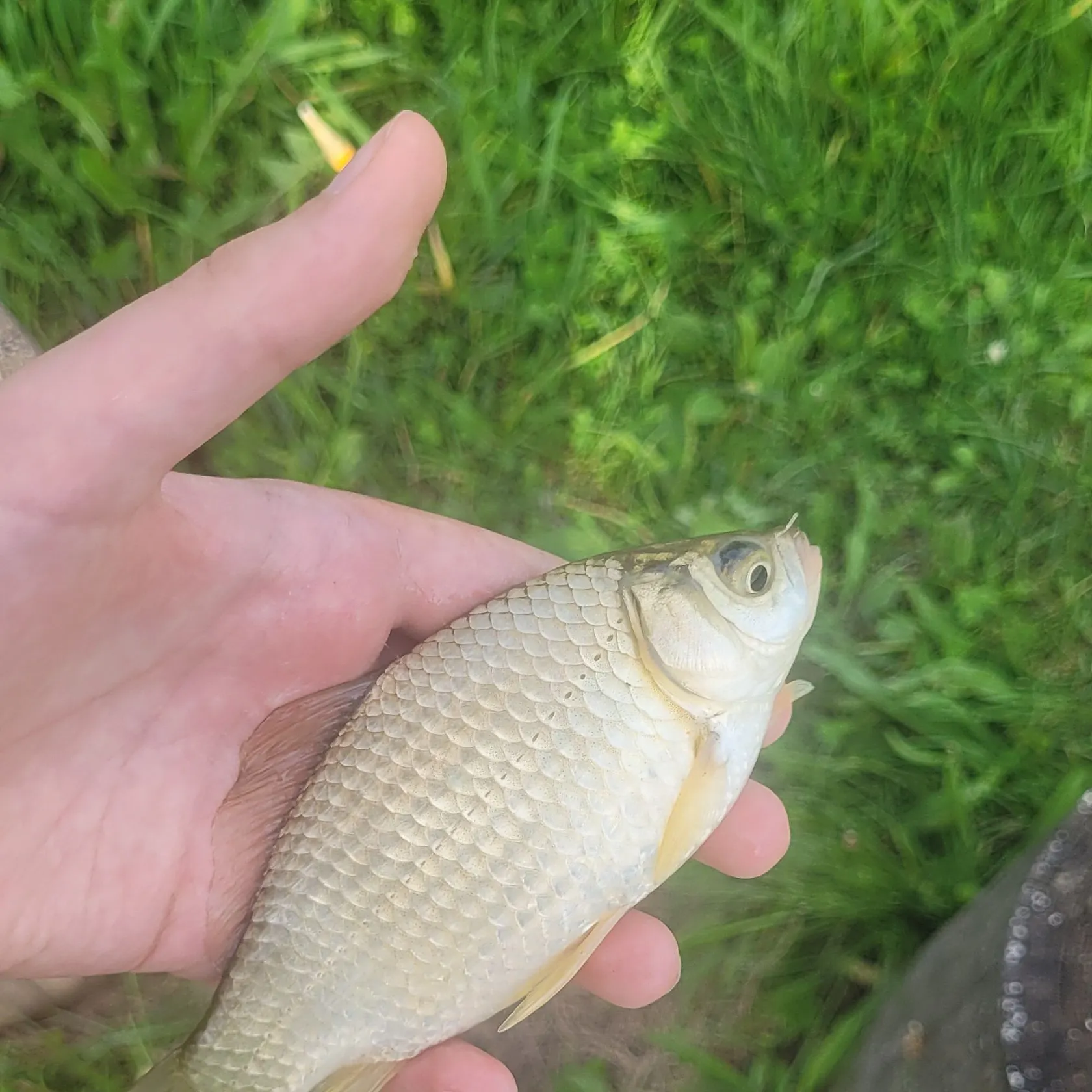 Prussian carp caught on Fishbrain