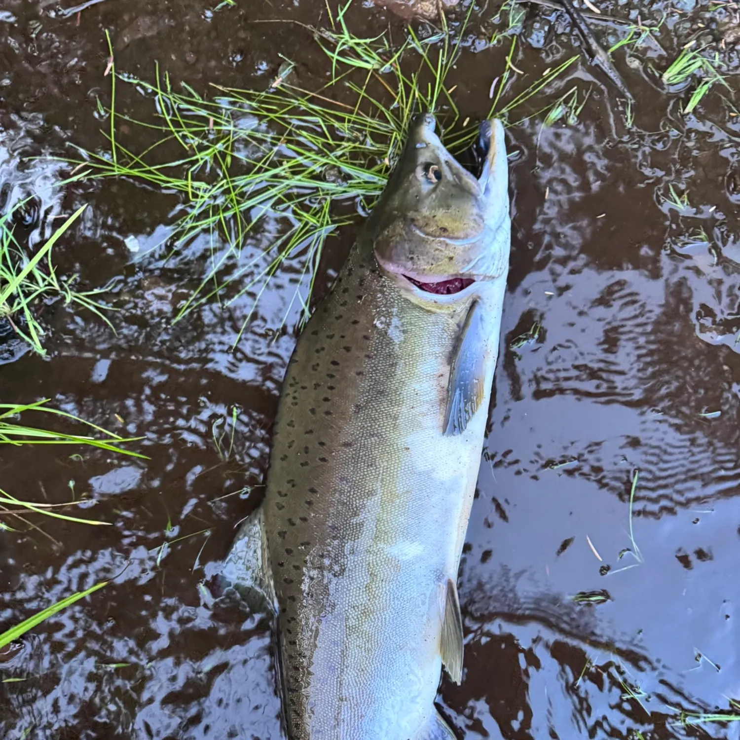 Pink salmon caught on Fishbrain