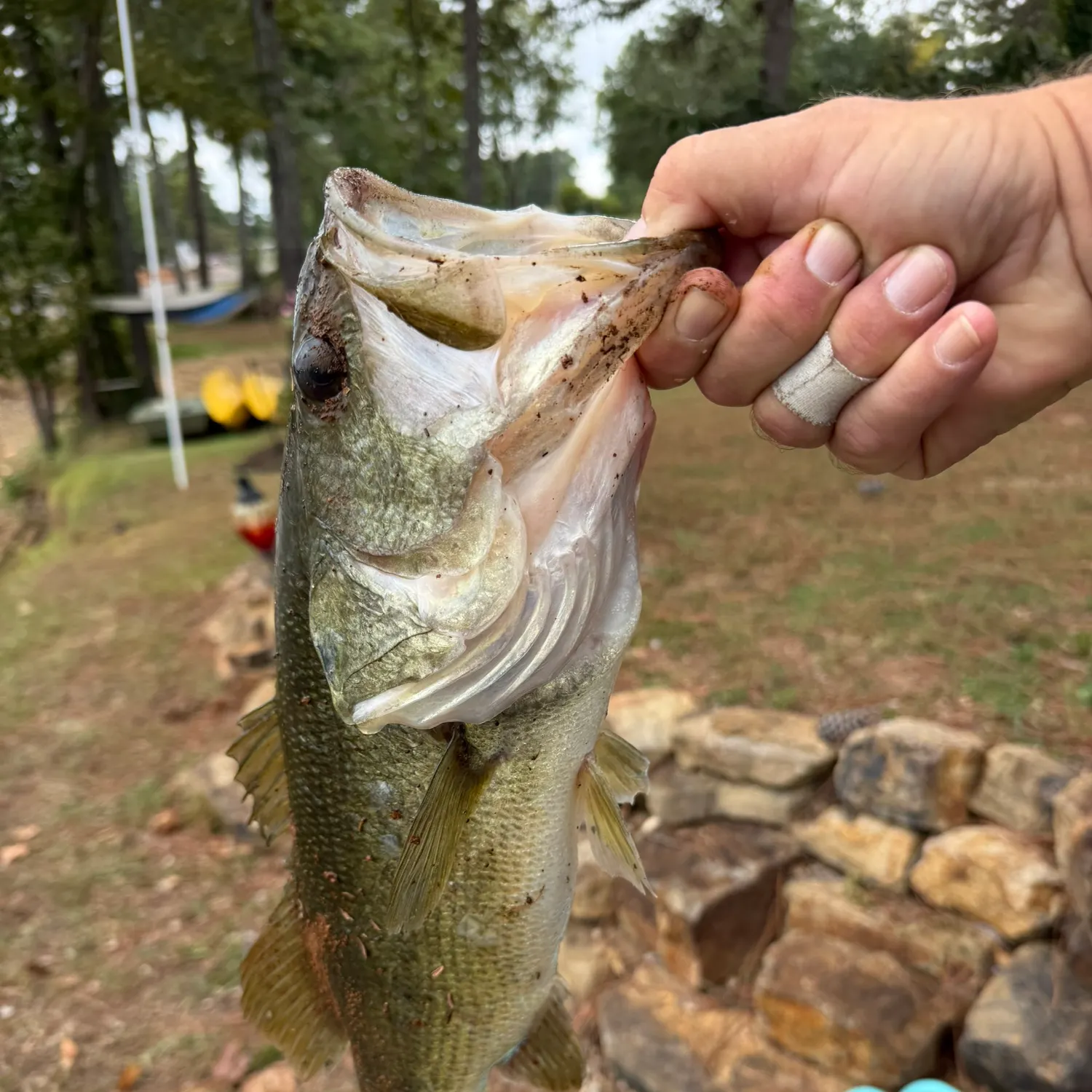 Spotted bass caught on Fishbrain