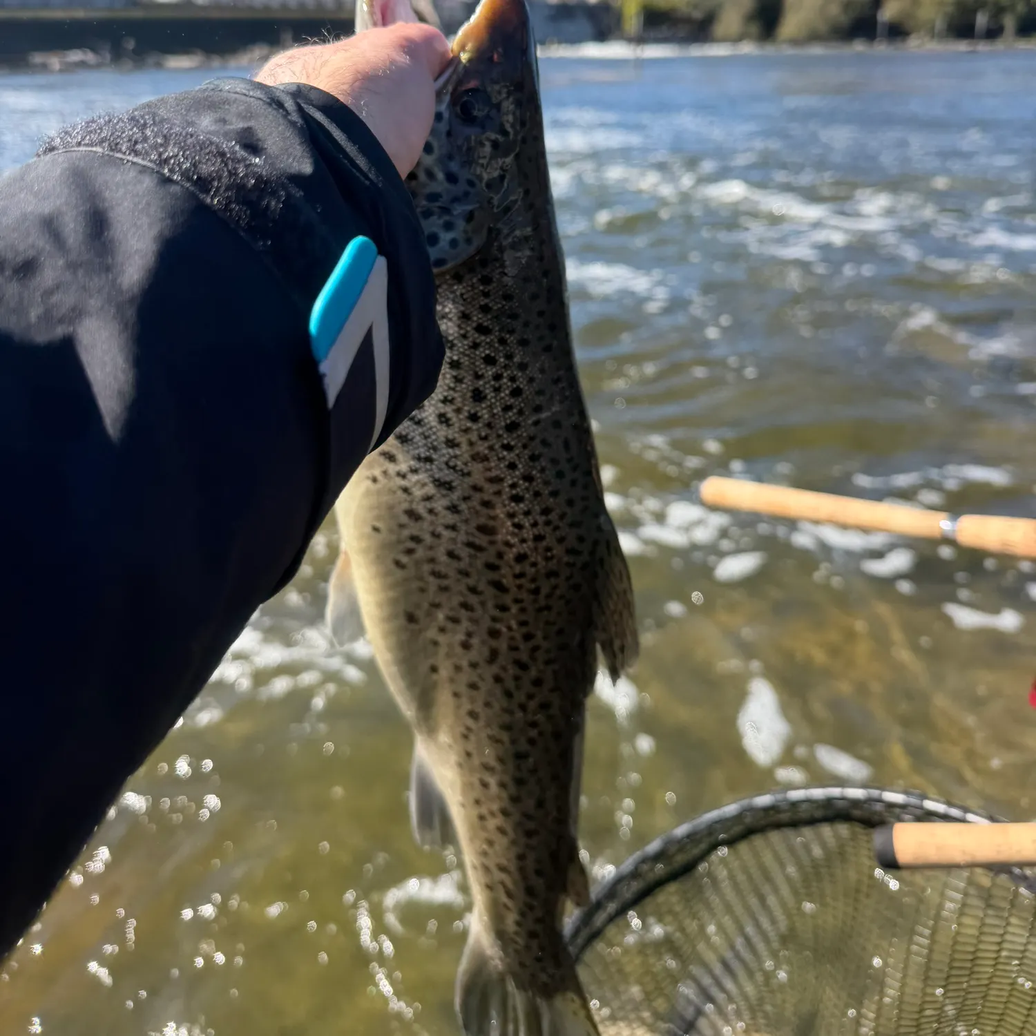 Brown trout caught on Fishbrain