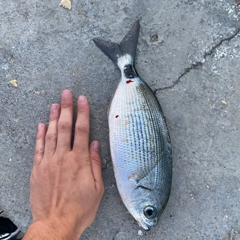 The most recent Annular seabream catches on Fishbrain
