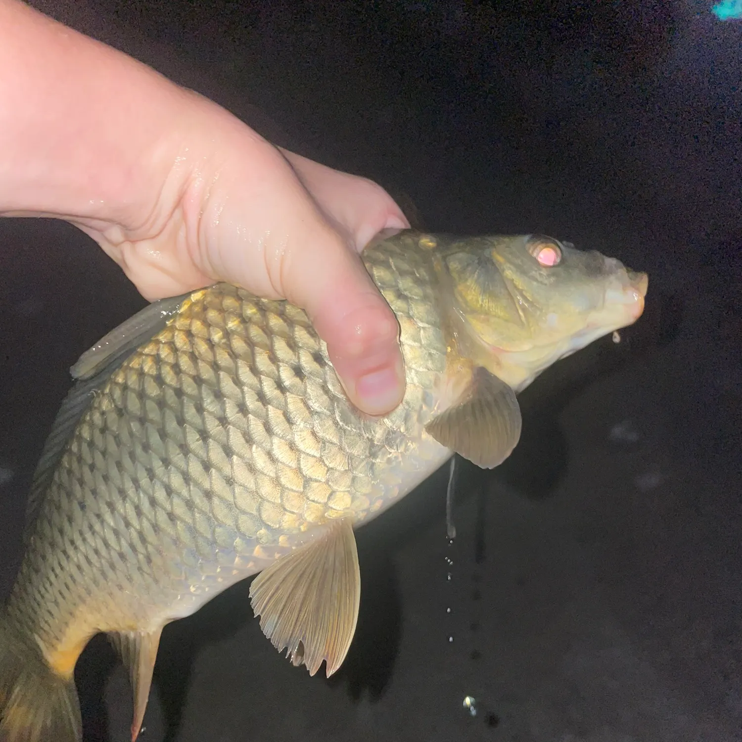 Common carp caught on Fishbrain