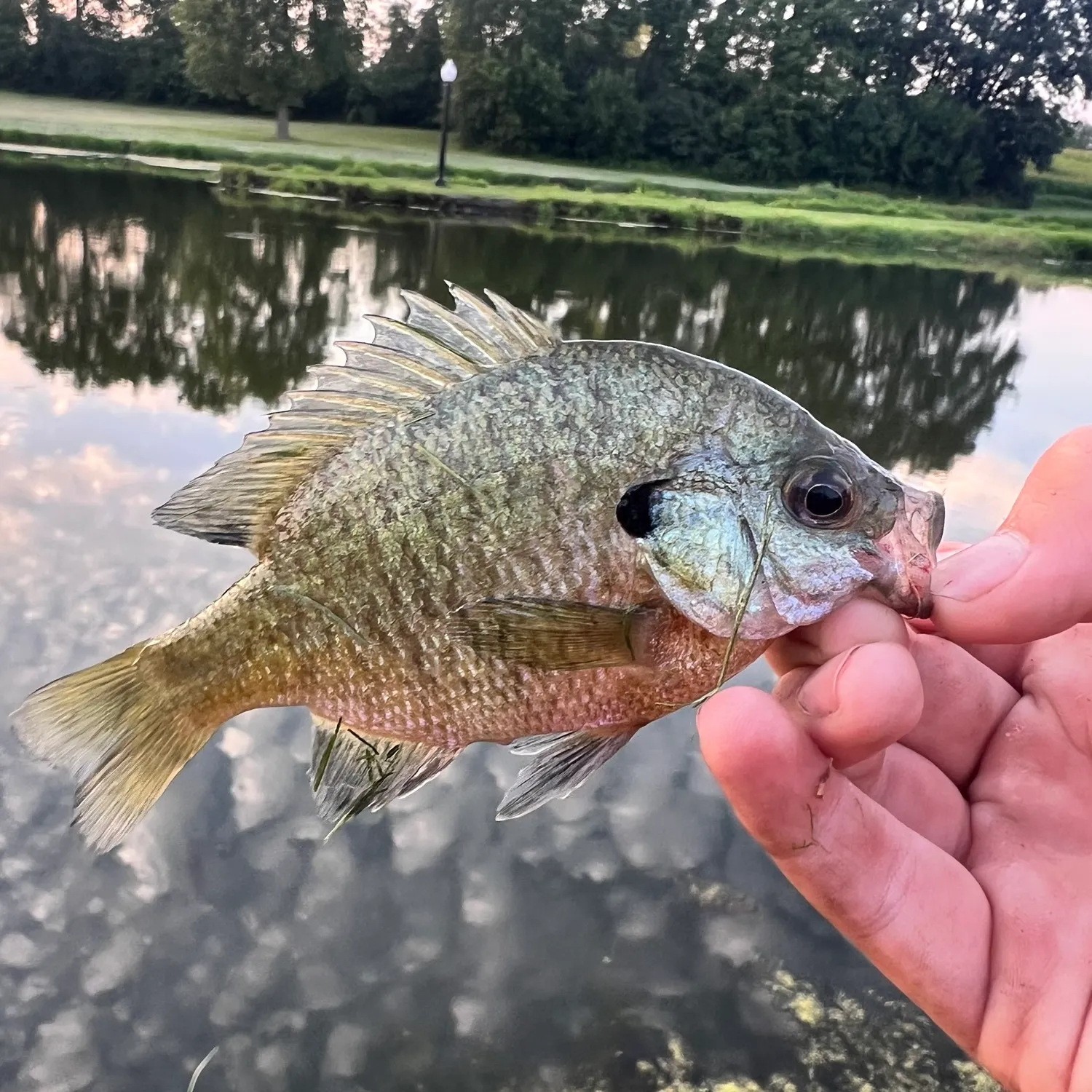 The most recent Wargill hybrid catches on Fishbrain