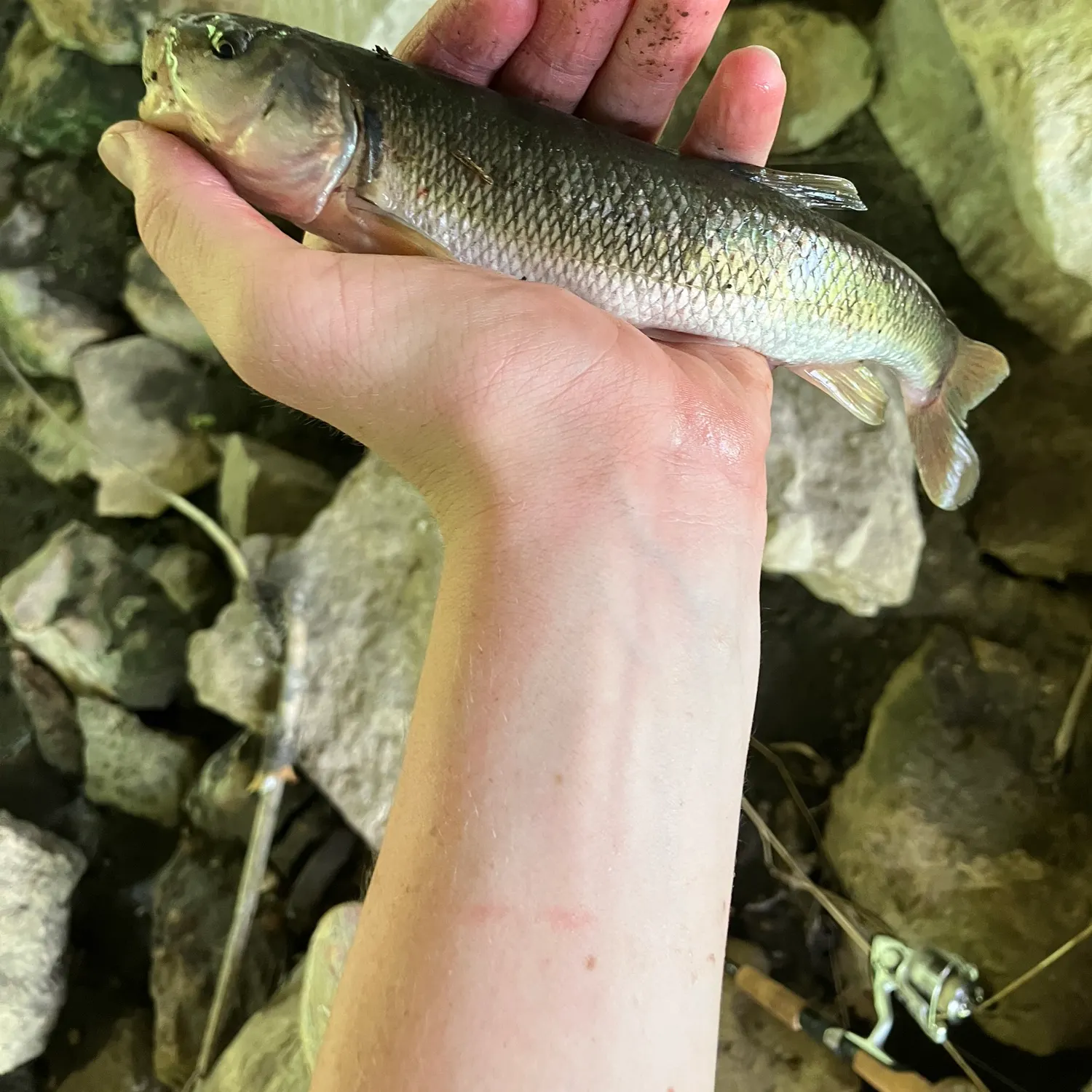 Fishing in Rochester, MN (United States) ️️️️ Find Spots, Species & Tips