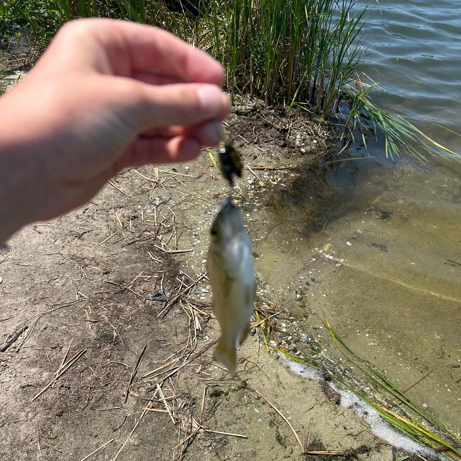 The most recent Spinner shark catches on Fishbrain