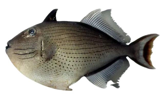 Striped triggerfish