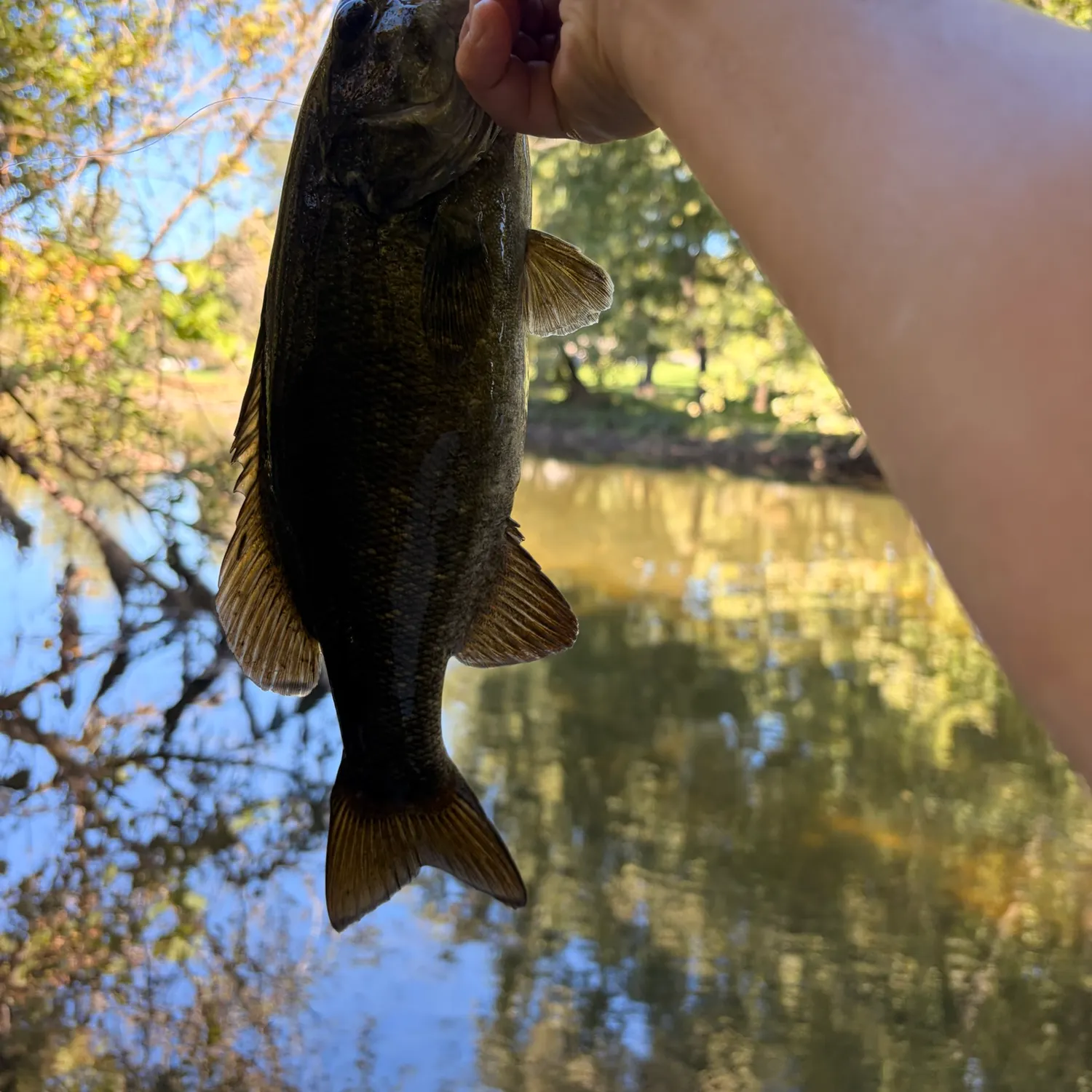Smallmouth bass caught on Fishbrain