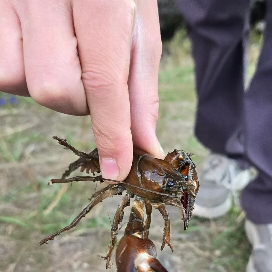 Signal crayfish caught on Fishbrain