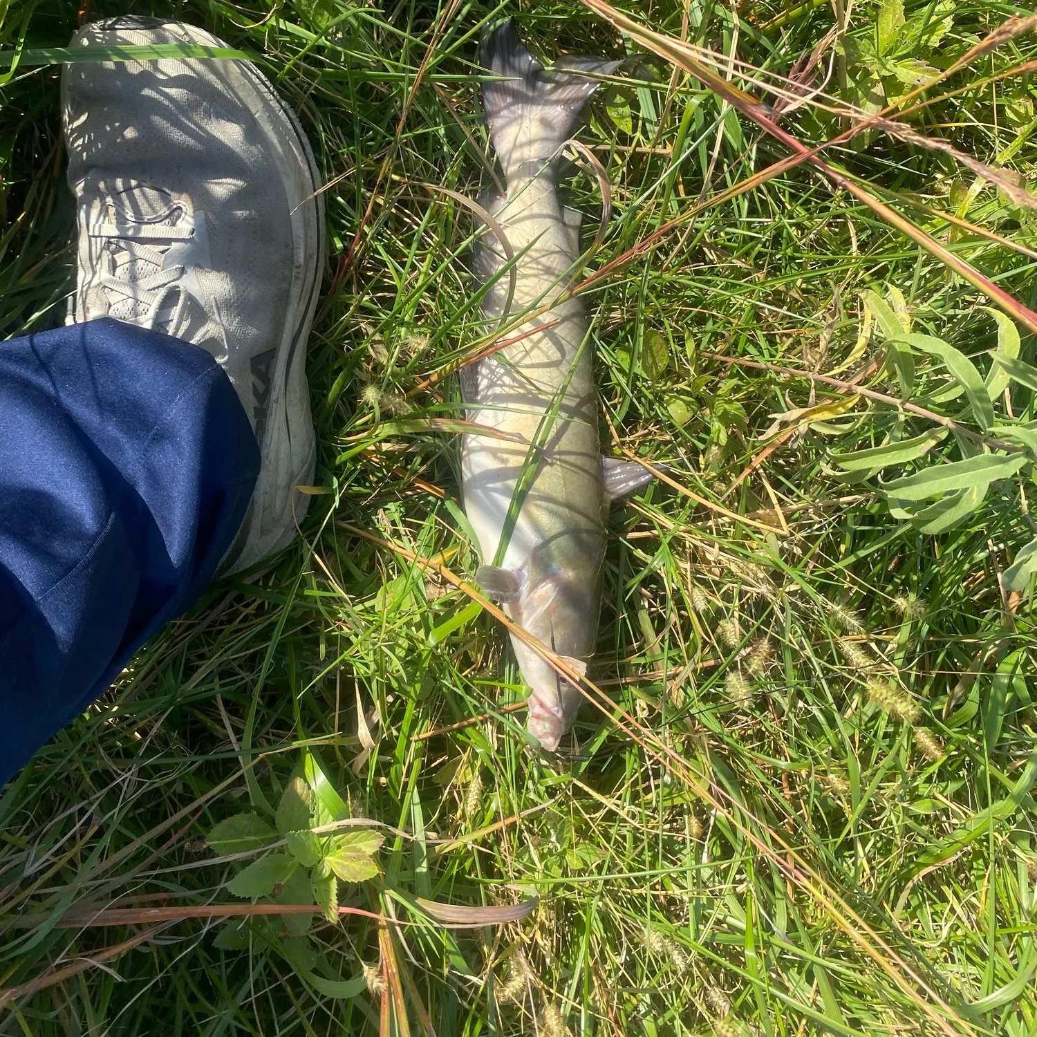 Channel catfish caught on Fishbrain