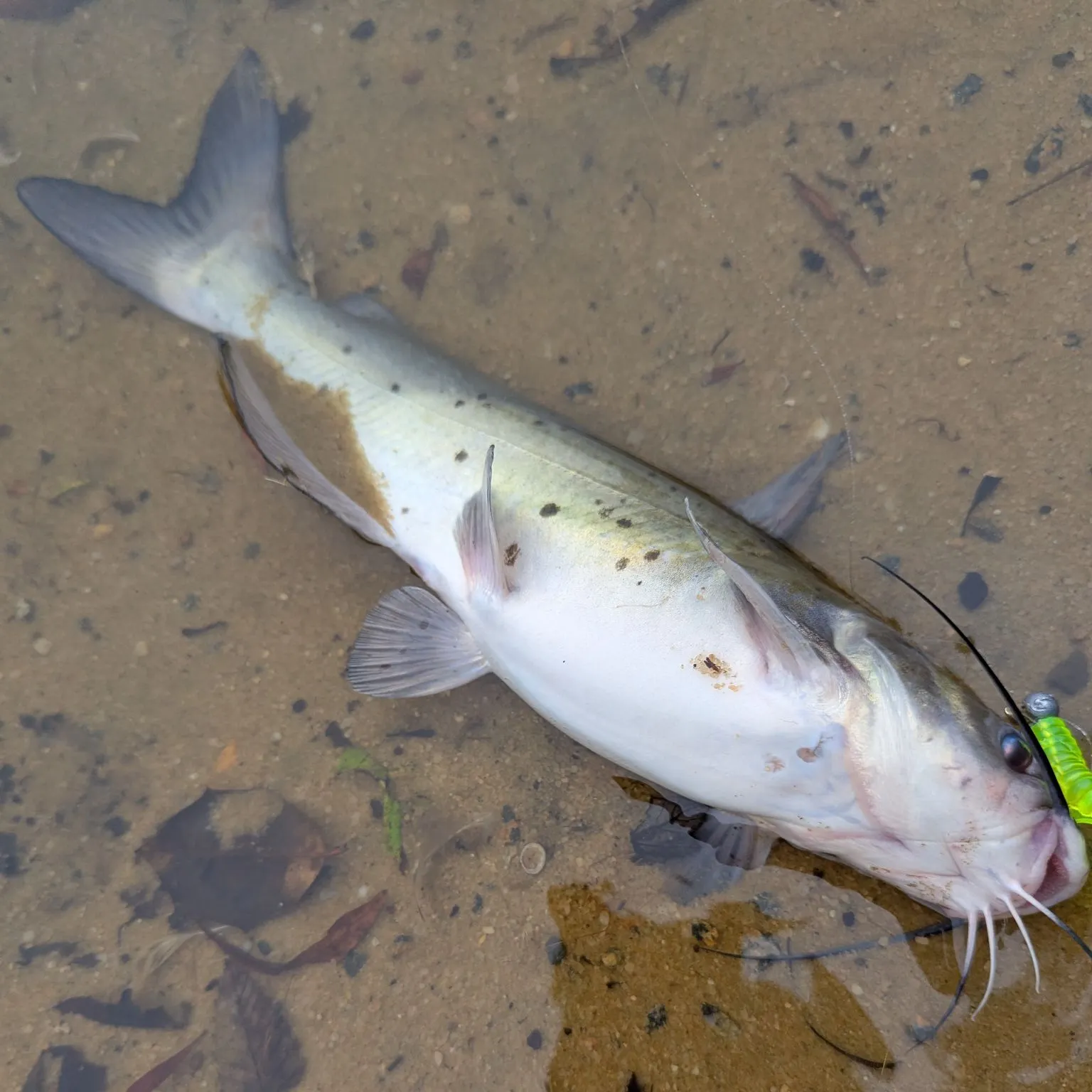 Channel catfish caught on Fishbrain