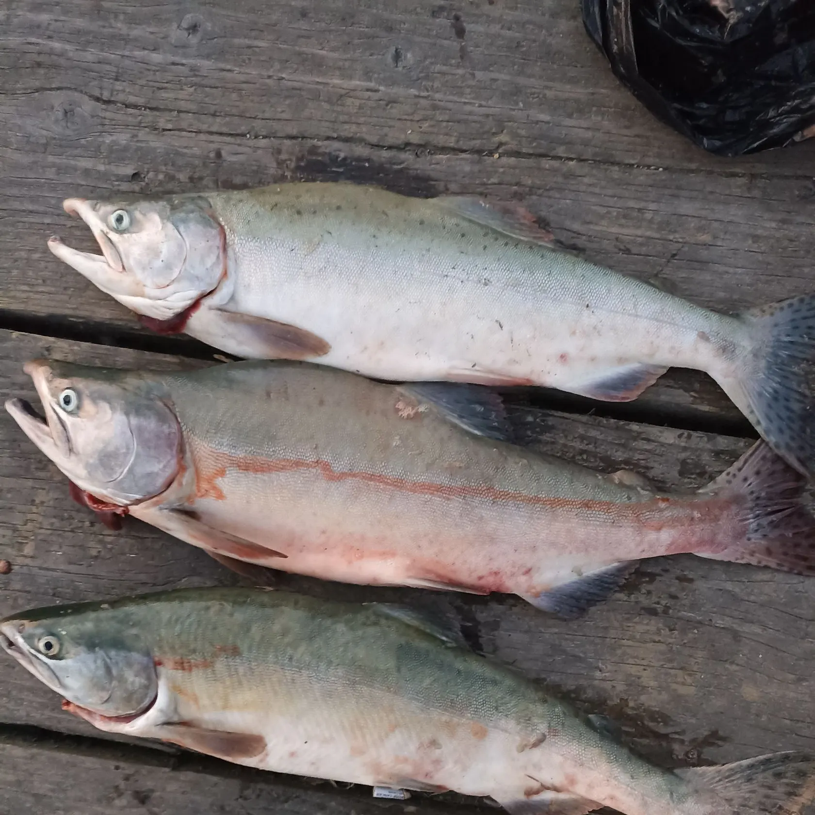 recently logged catches