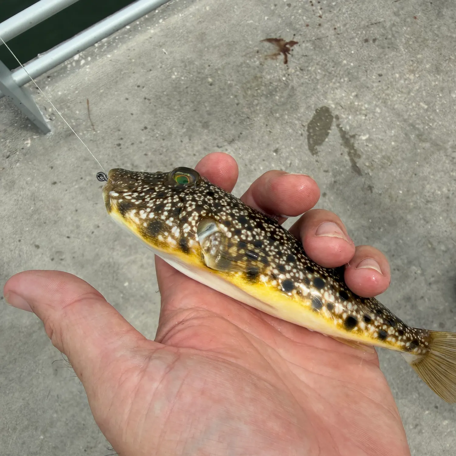 The most recent Southern puffer catches on Fishbrain