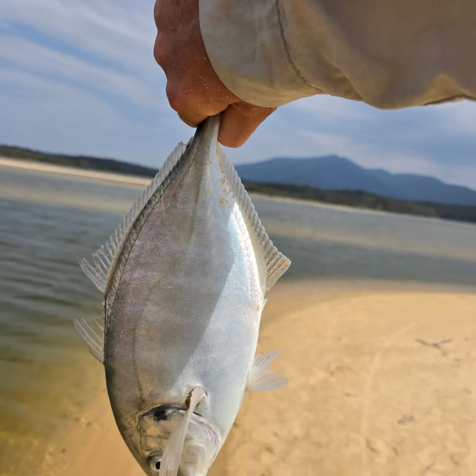 The most recent White trevally catches on Fishbrain