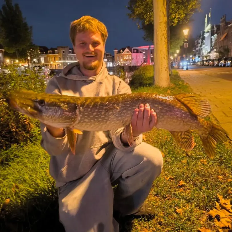 Northern pike caught on Fishbrain