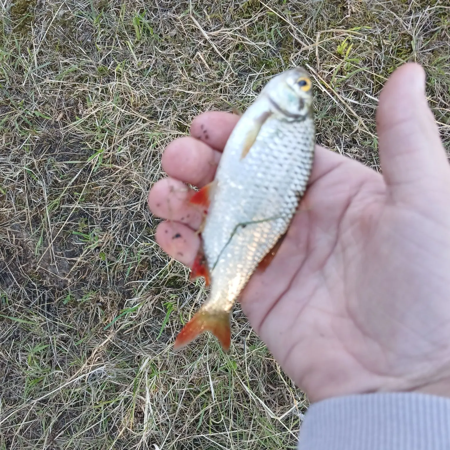 Common roach caught on Fishbrain