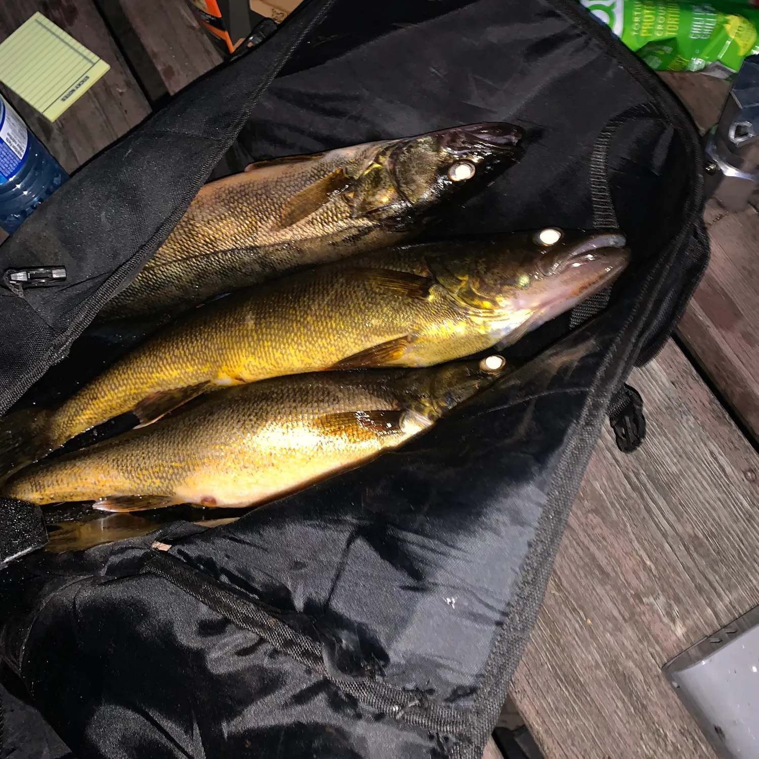 recently logged catches