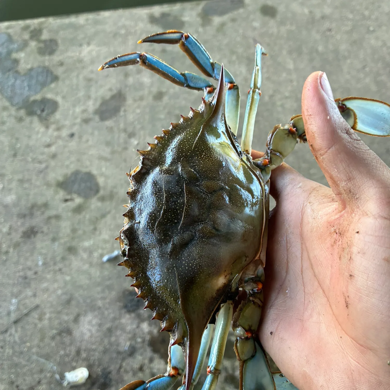Blue crab caught on Fishbrain