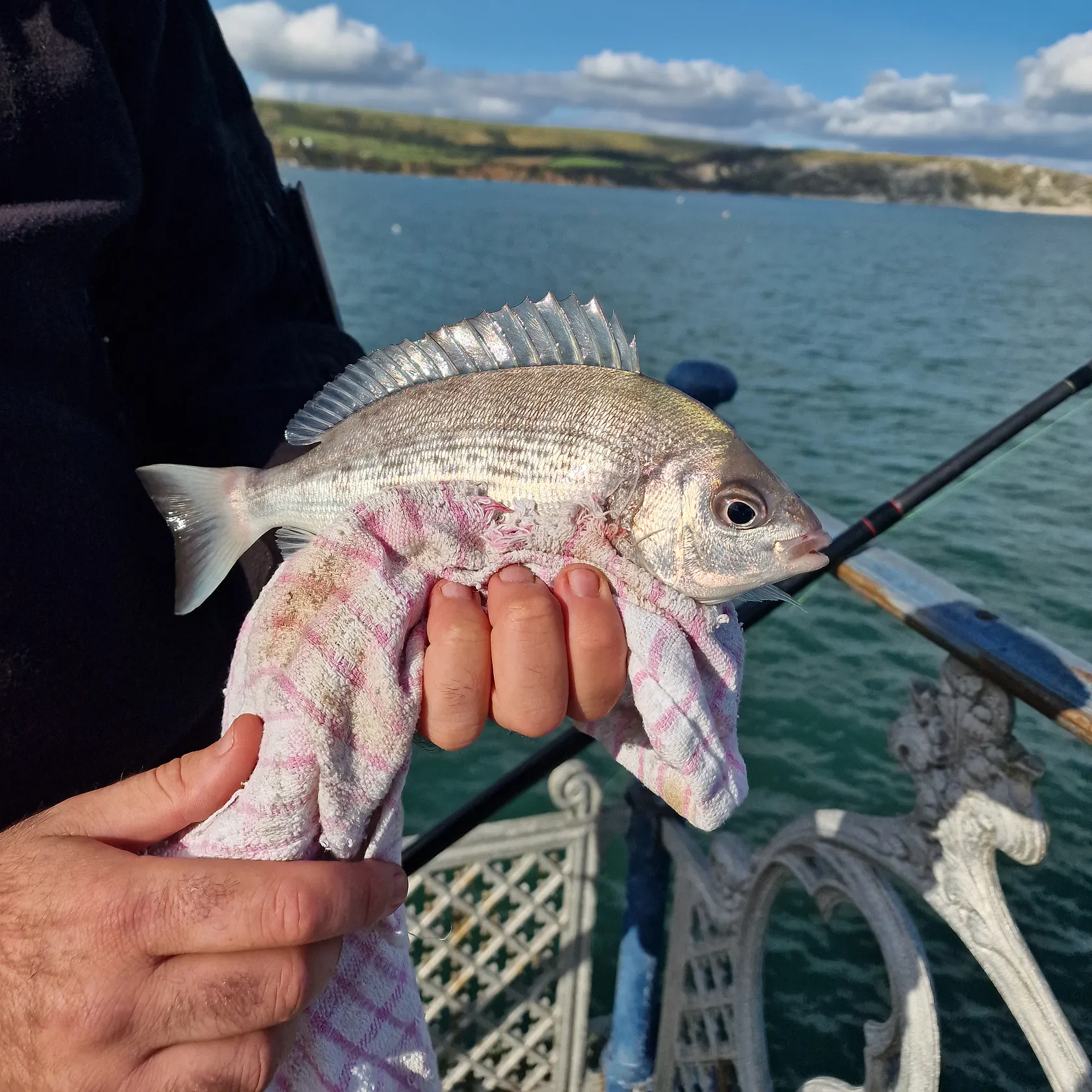 The most recent Black seabream catches on Fishbrain