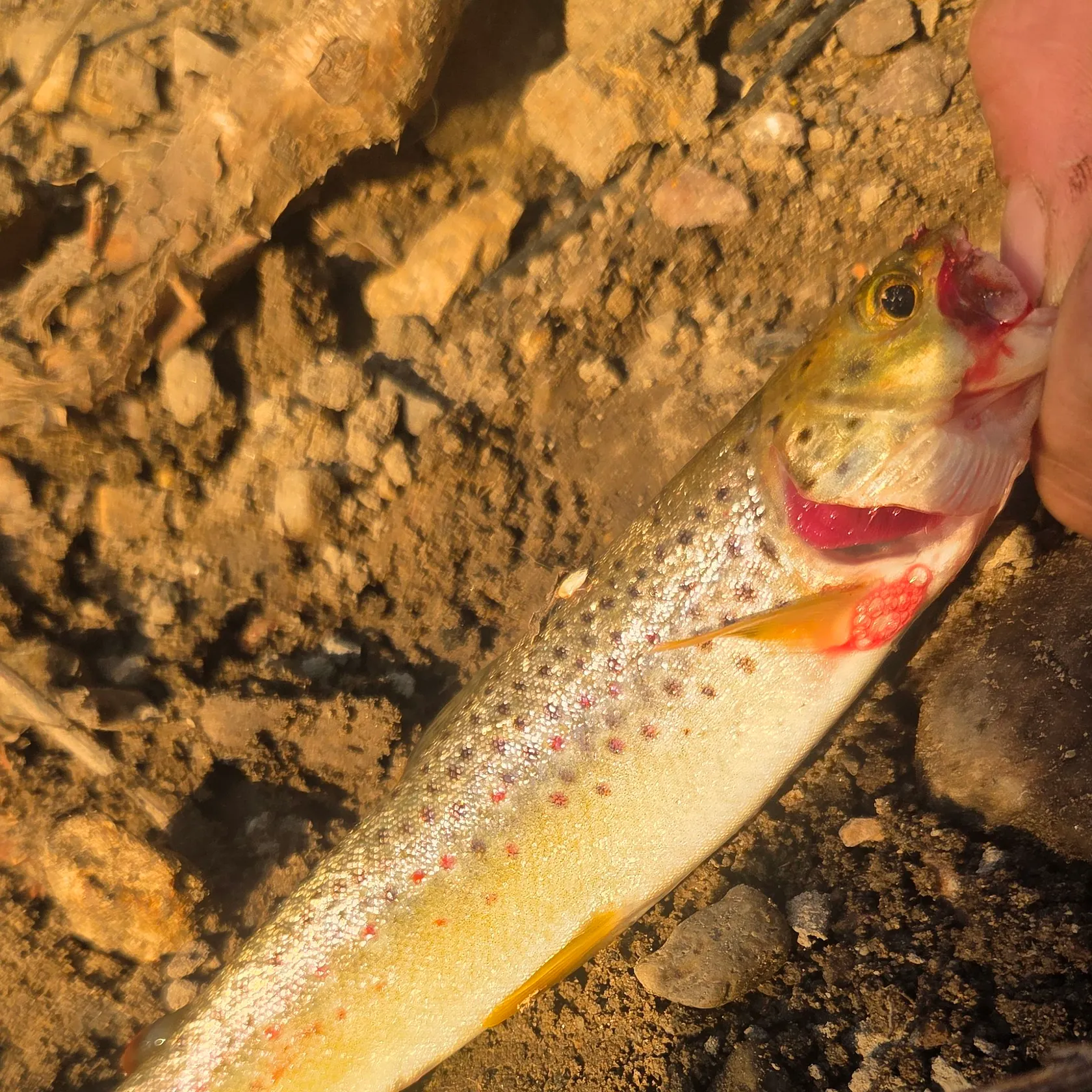 Brown trout caught on Fishbrain