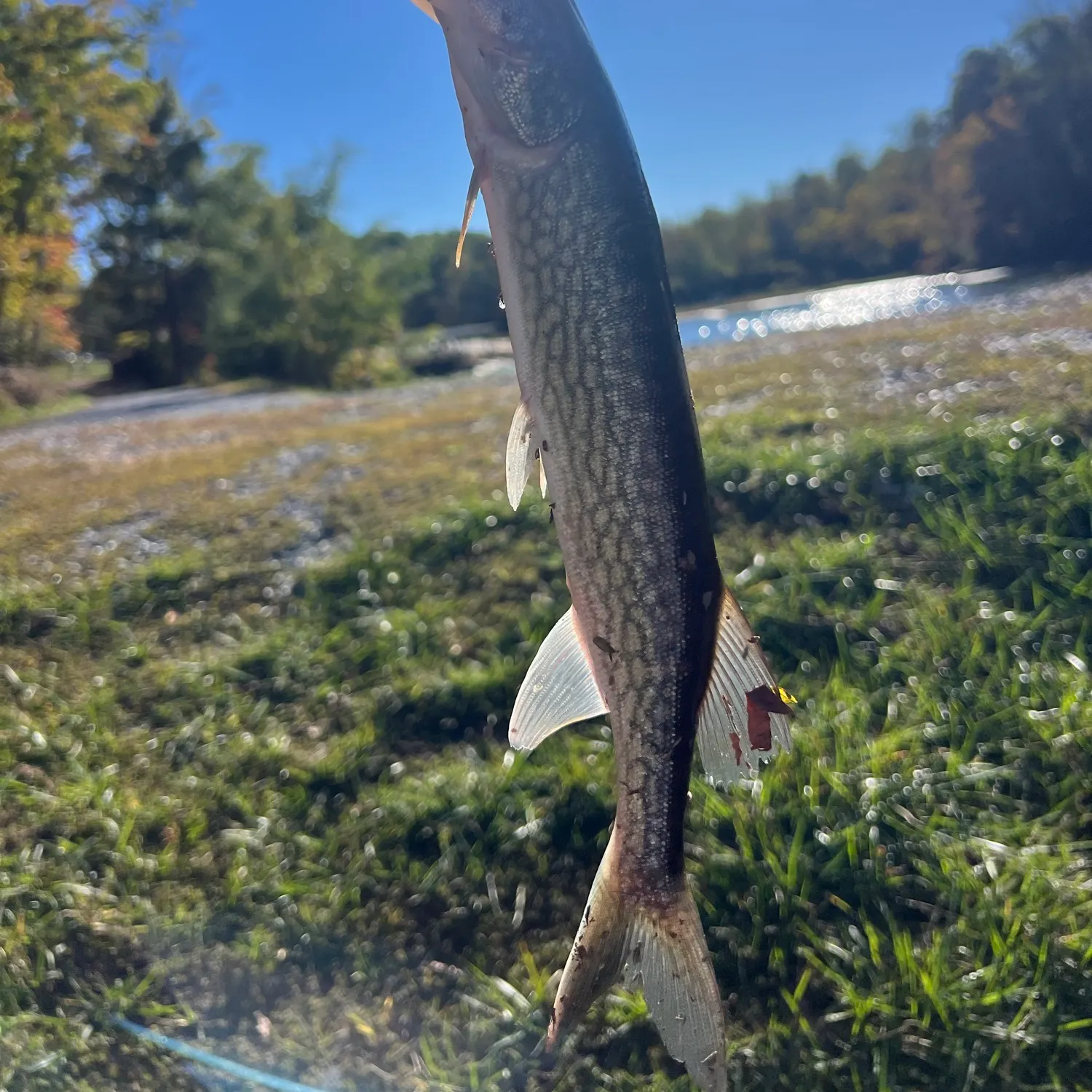 Chain pickerel caught on Fishbrain