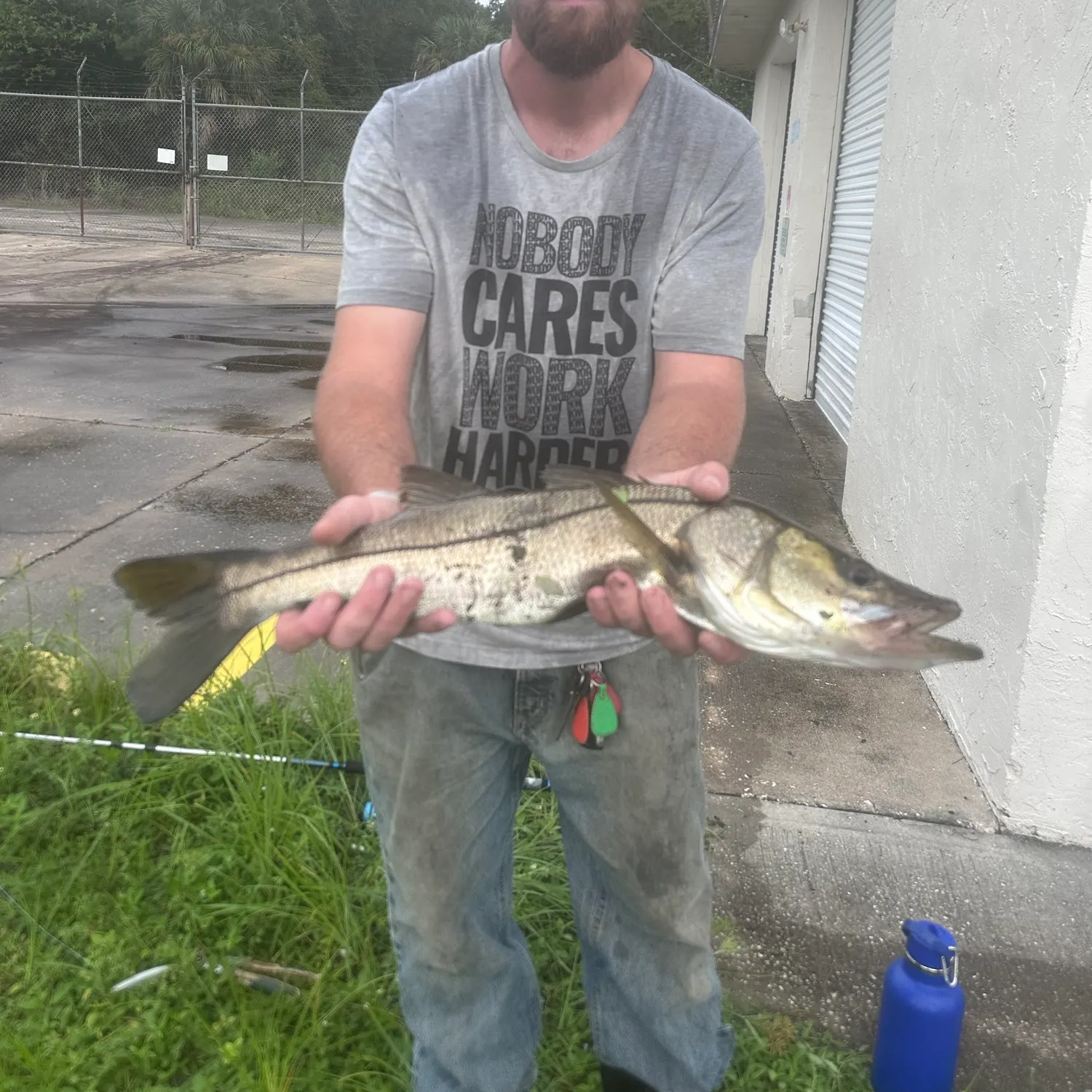 Common snook caught on Fishbrain