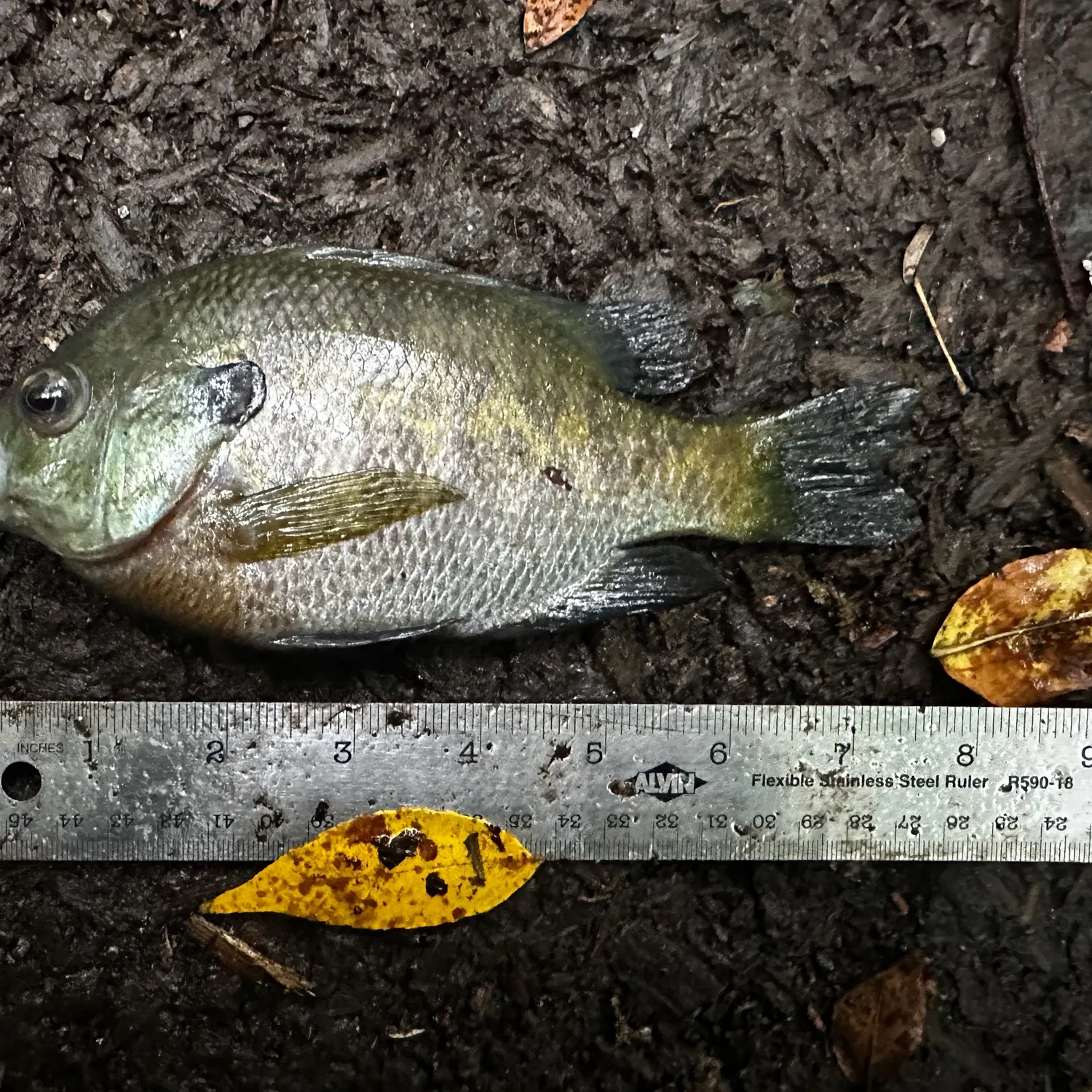 Bluegill caught on Fishbrain