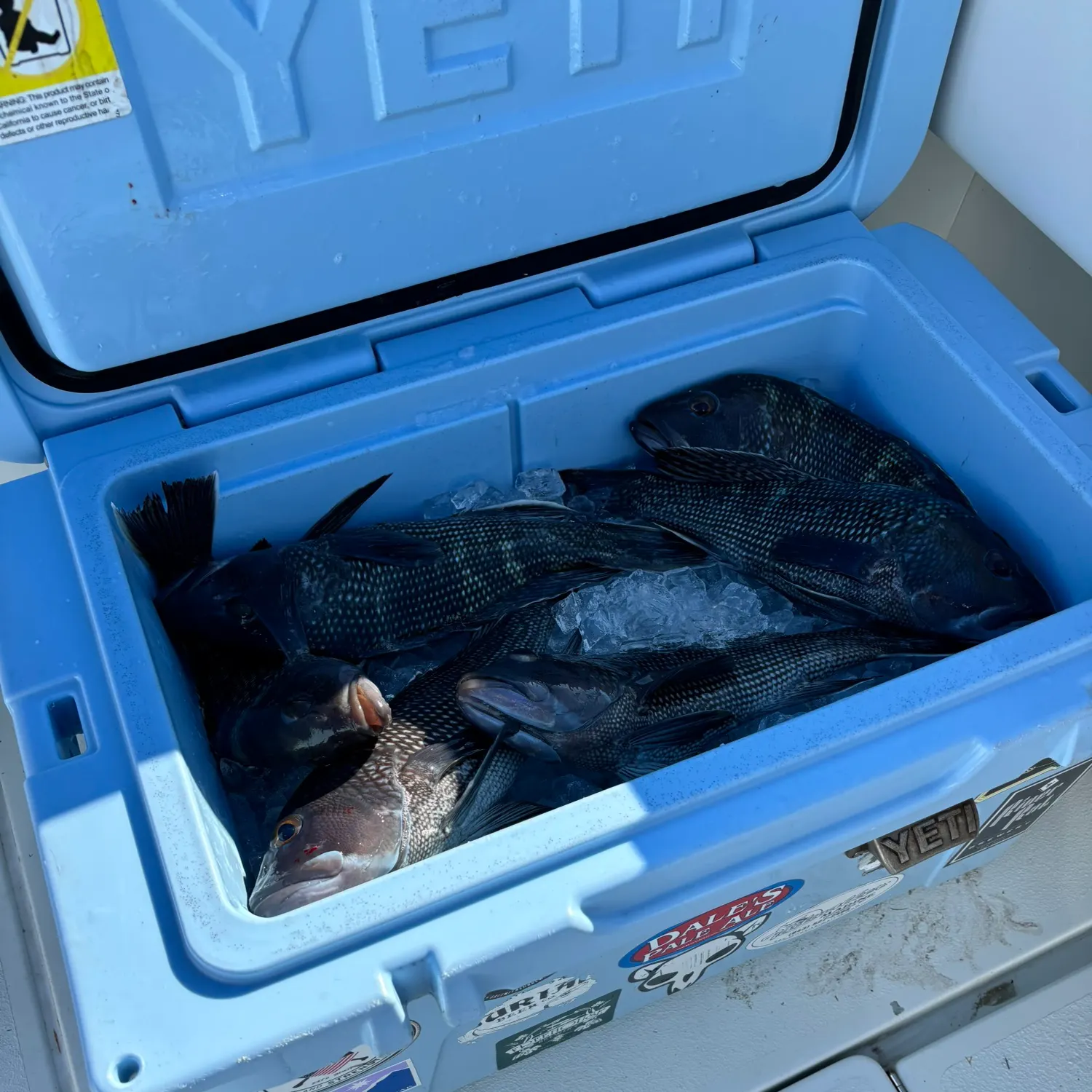 recently logged catches