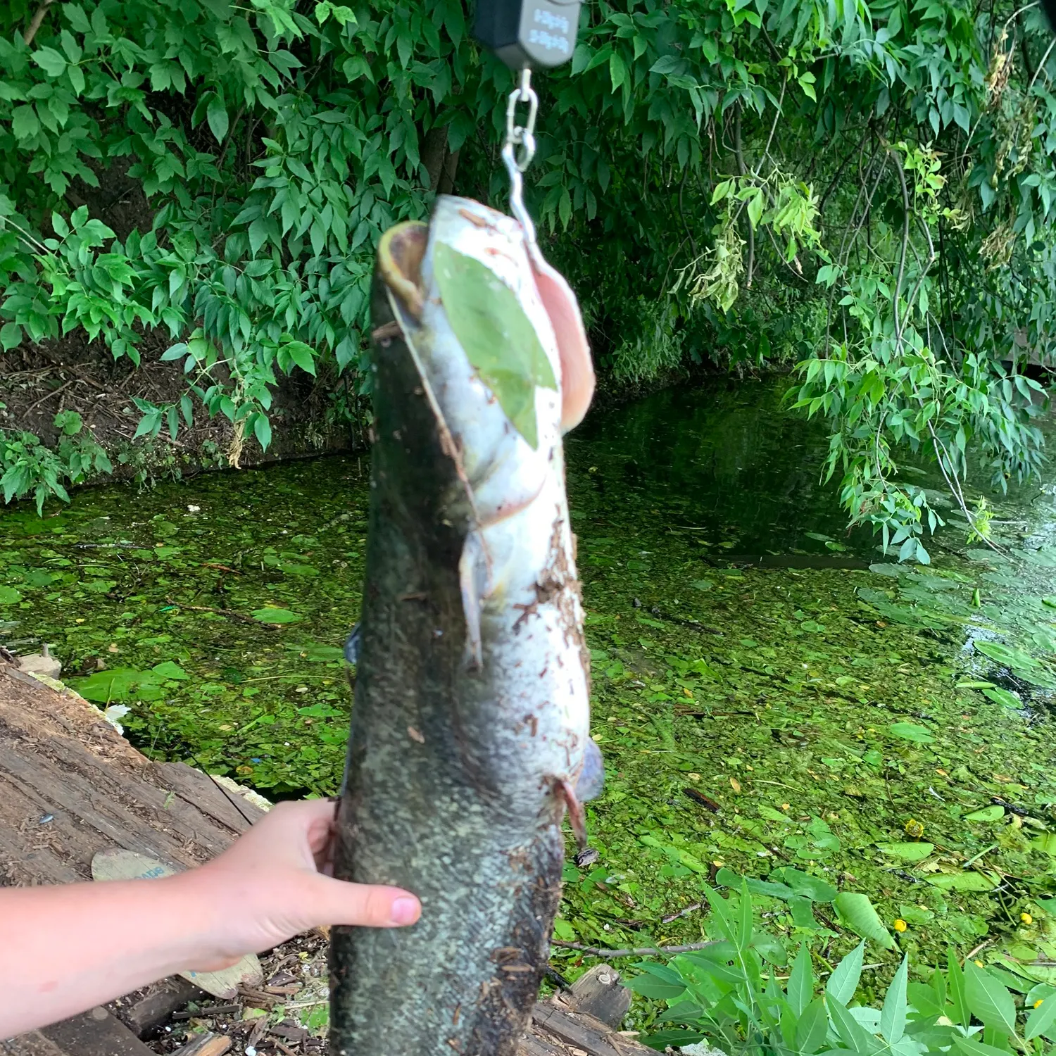 catch