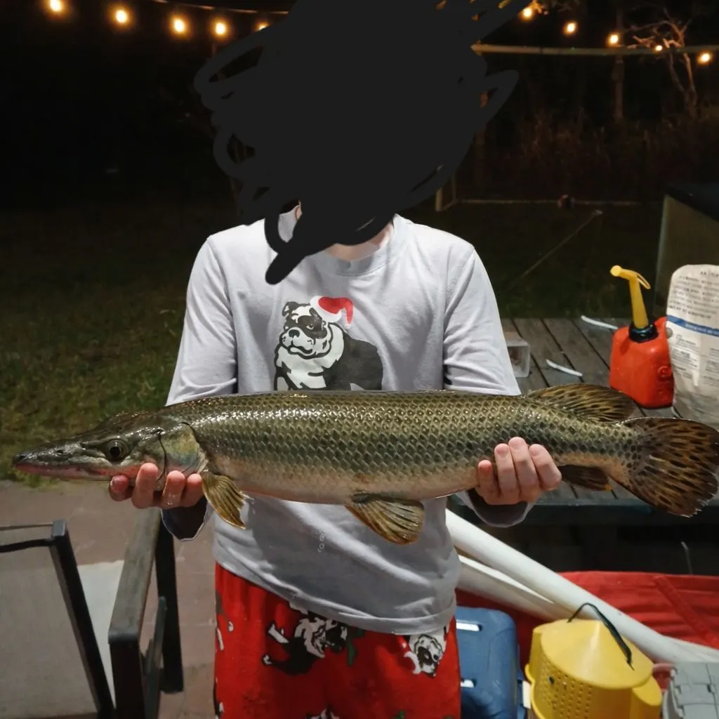 The most recent Alligator gar catches on Fishbrain