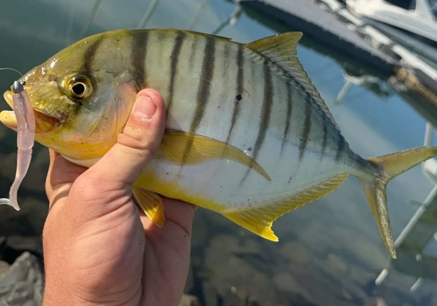 Golden trevally