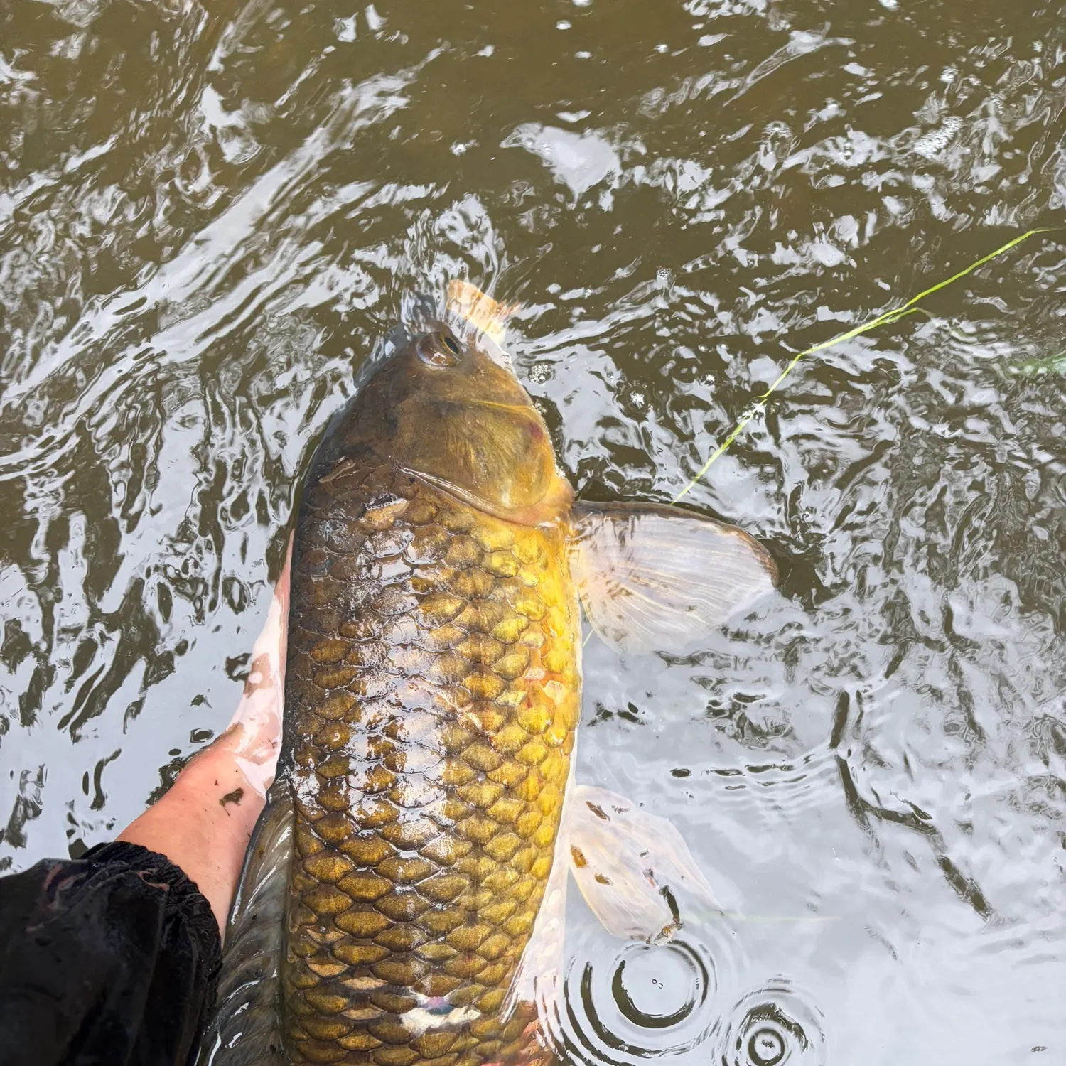 Common carp caught on Fishbrain