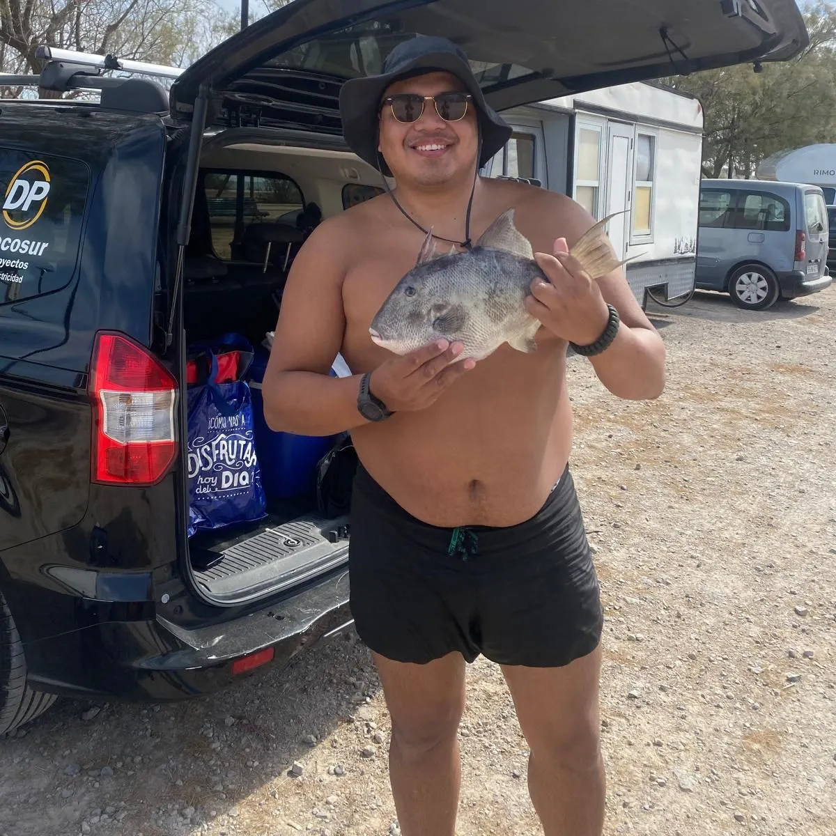 Grey triggerfish caught on Fishbrain