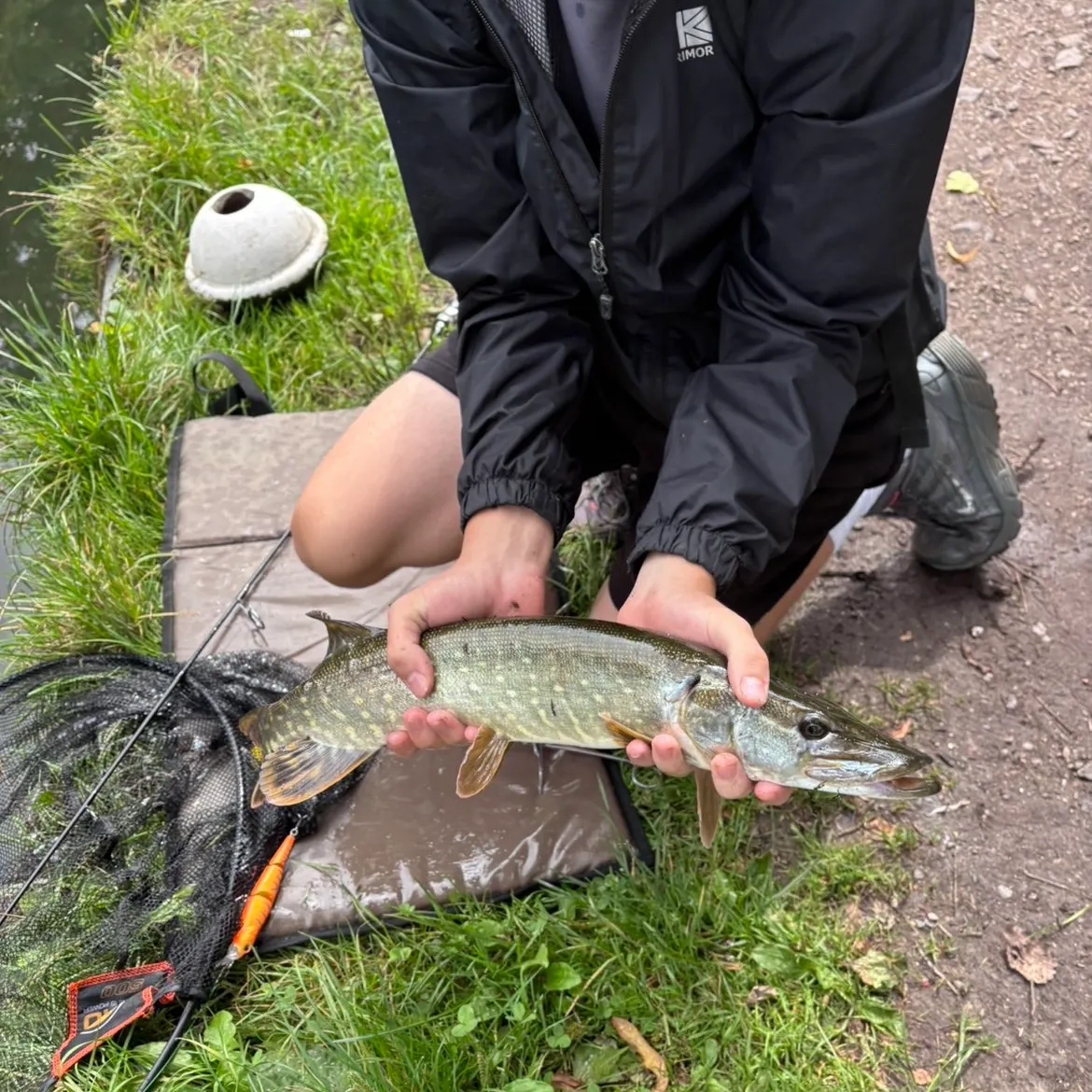 Northern pike caught on Fishbrain