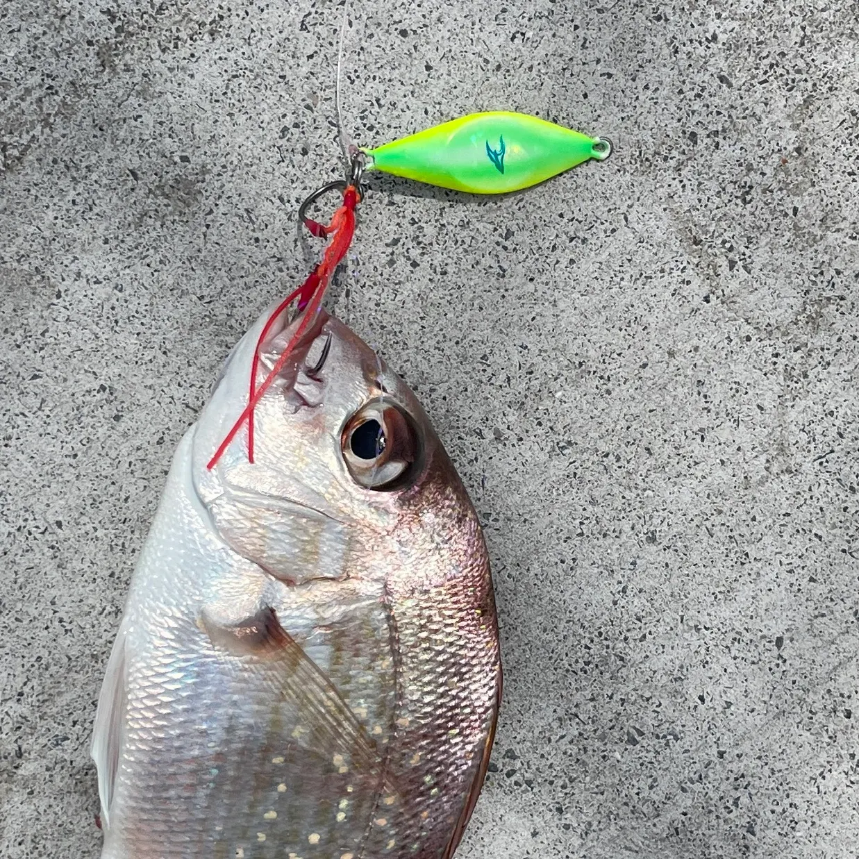 The most recent Australasian snapper catches on Fishbrain