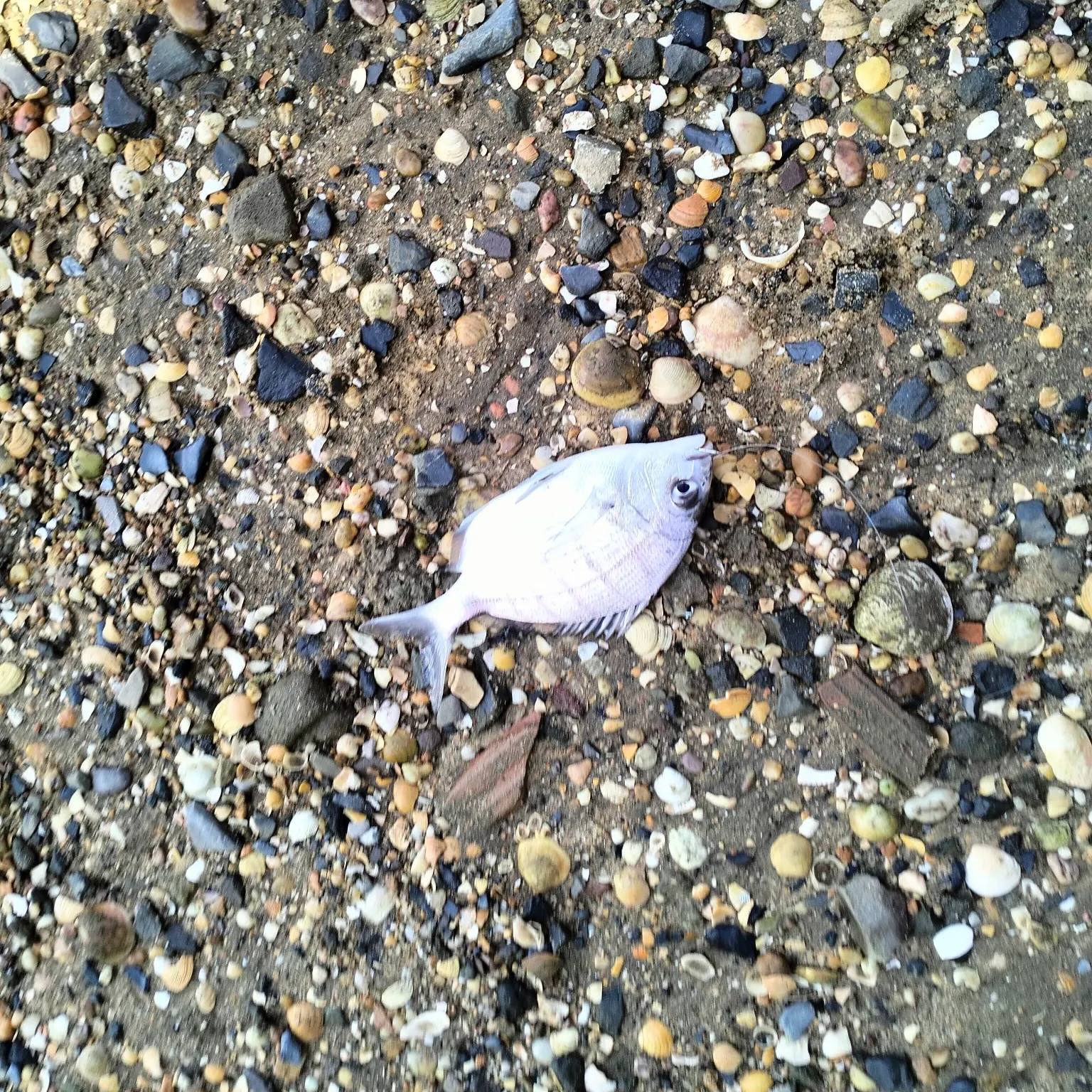 White seabream caught on Fishbrain