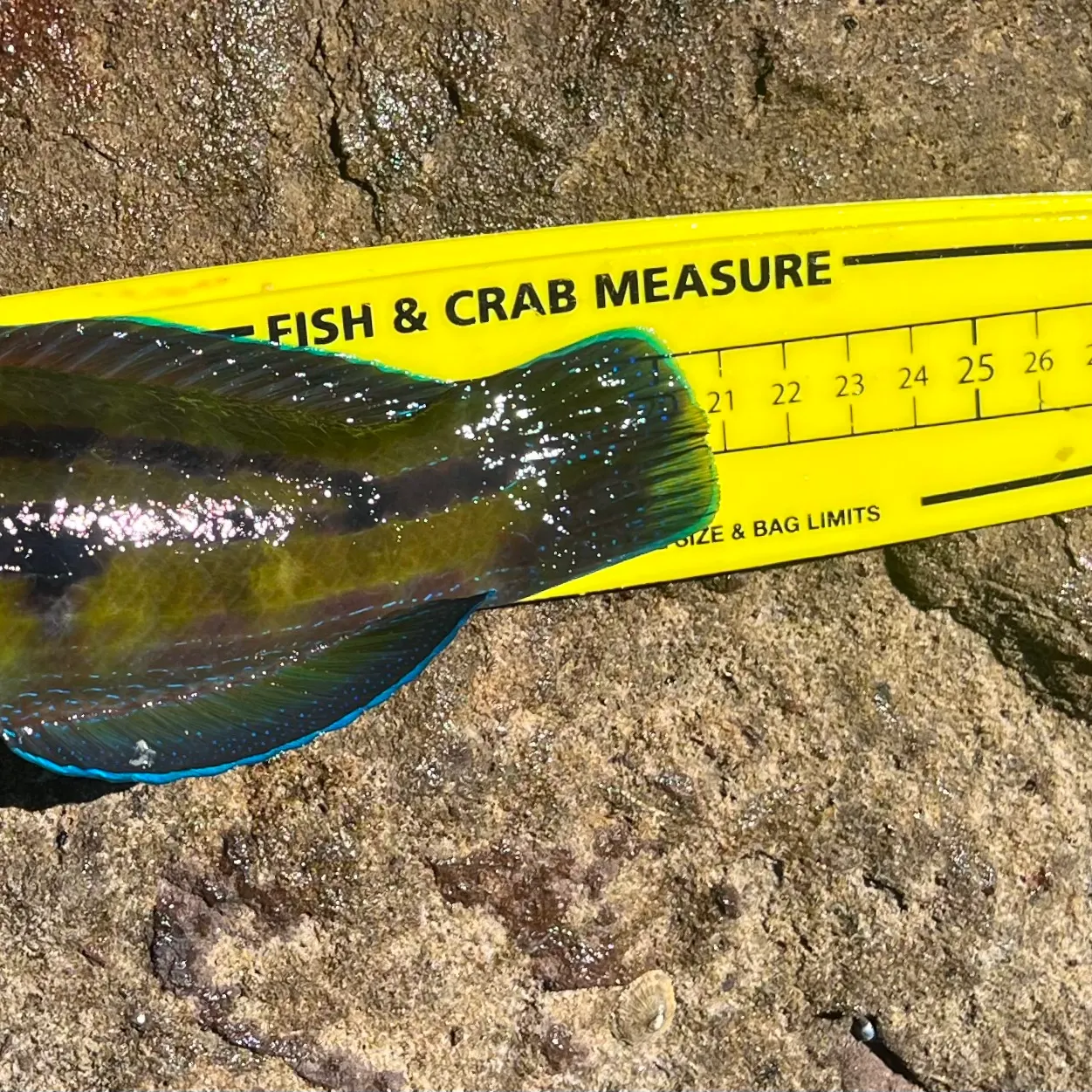 Patrician wrasse caught on Fishbrain
