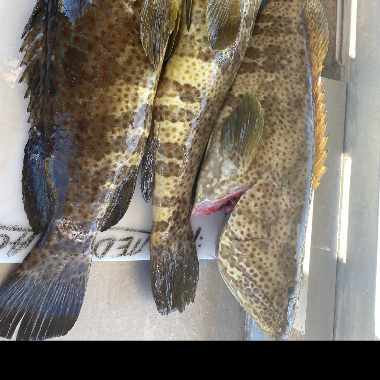 recently logged catches