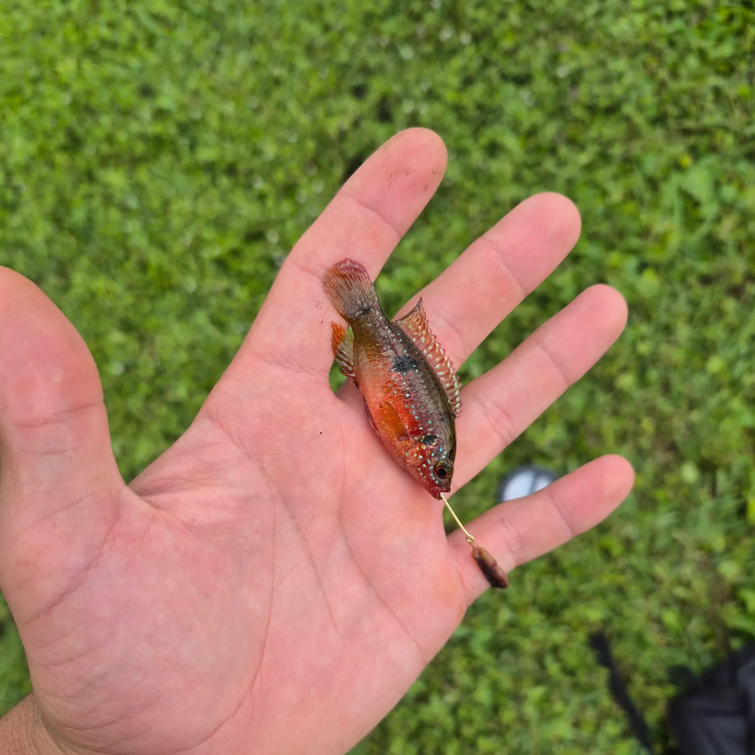 The most recent African Jewelfish catches on Fishbrain