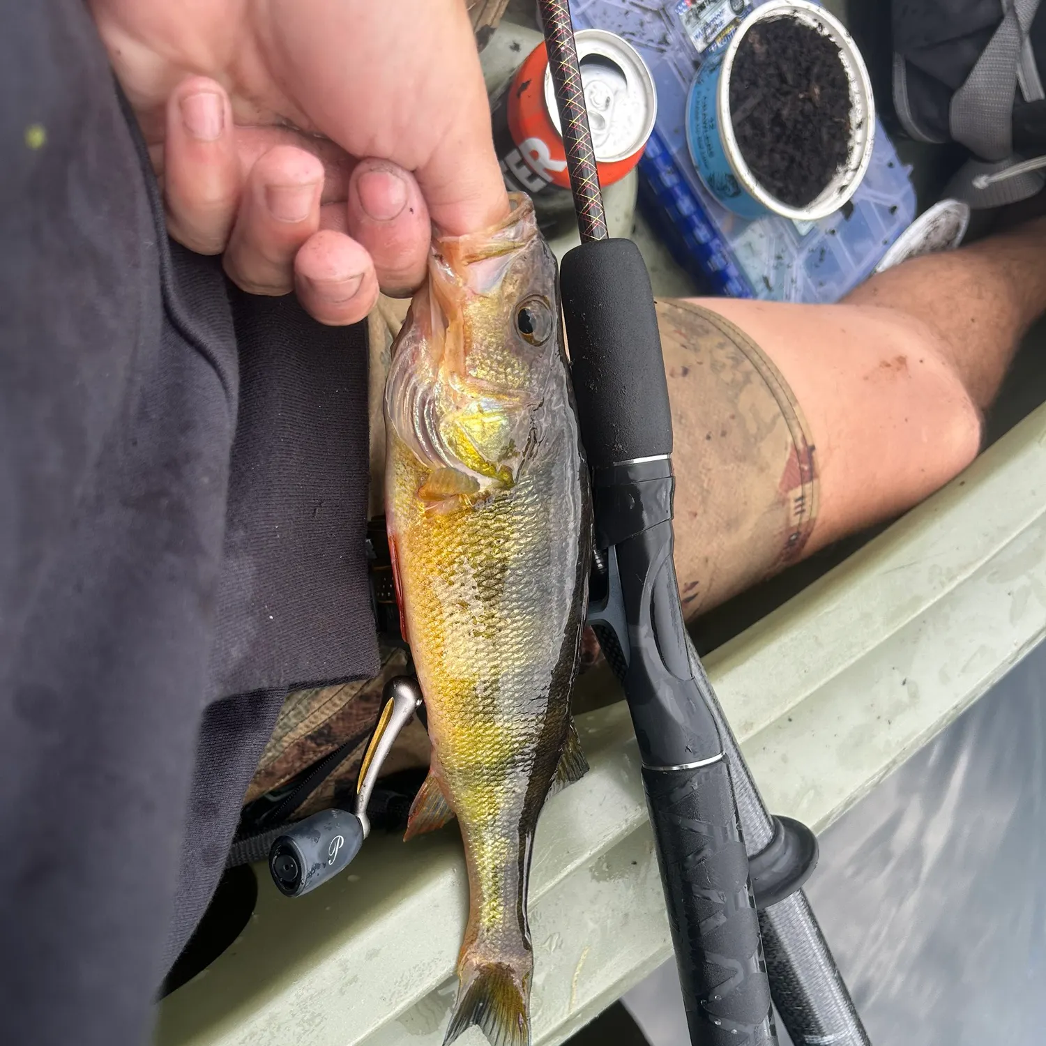 Yellow perch caught on Fishbrain