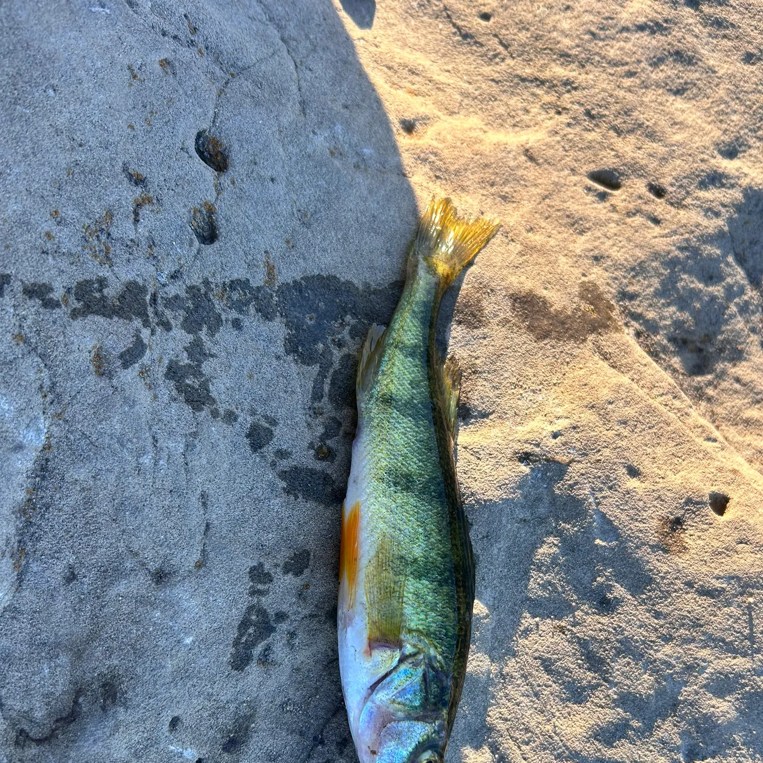 Yellow perch caught on Fishbrain