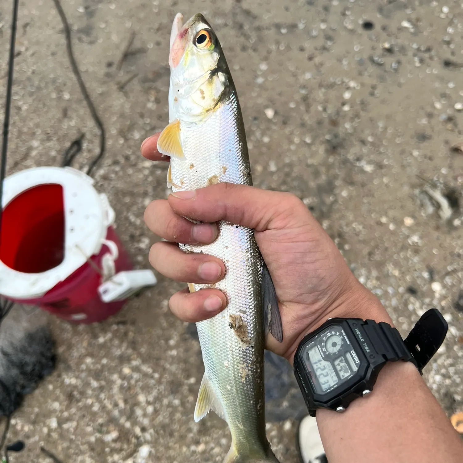The most recent Ladyfish catches on Fishbrain