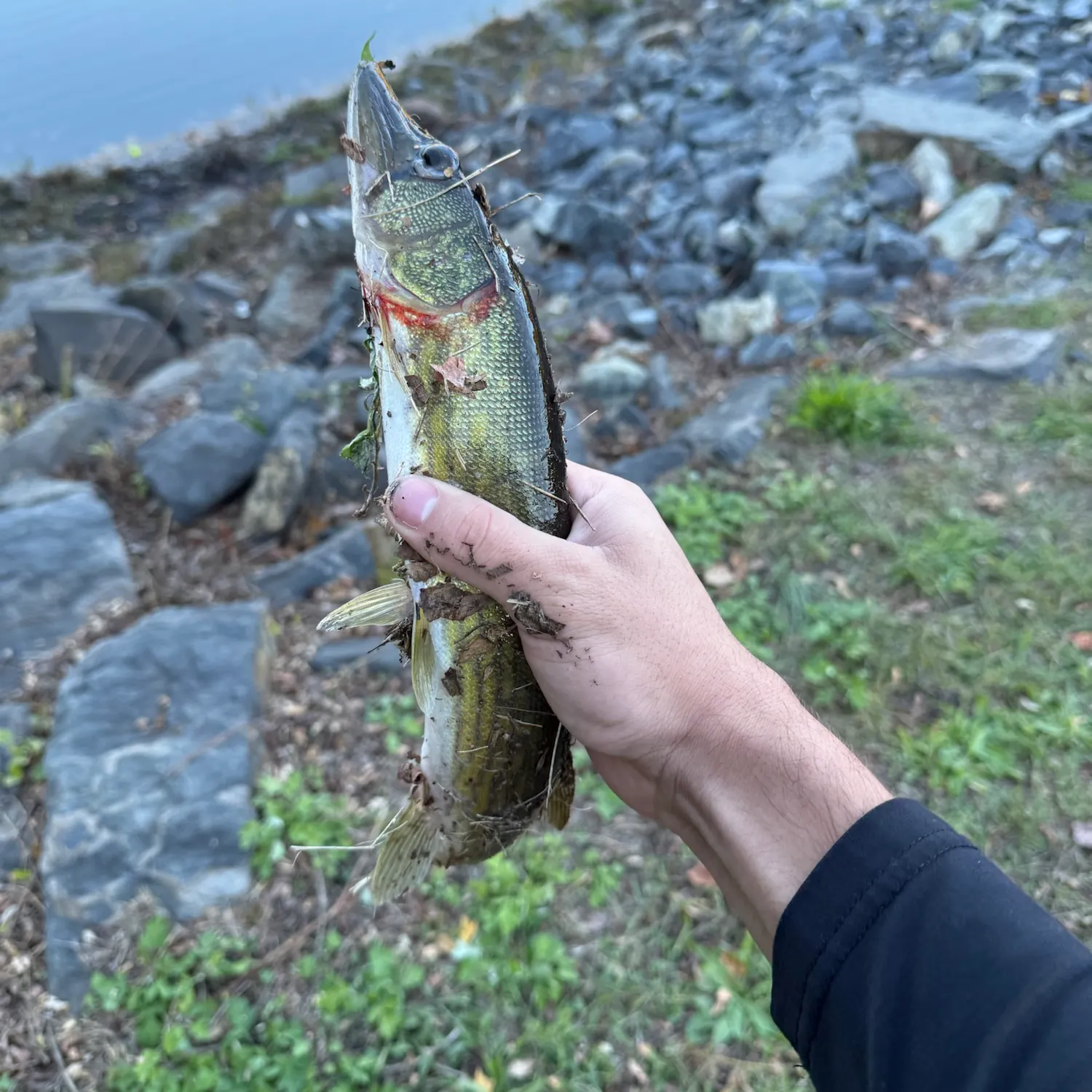 Grass pickerel caught on Fishbrain